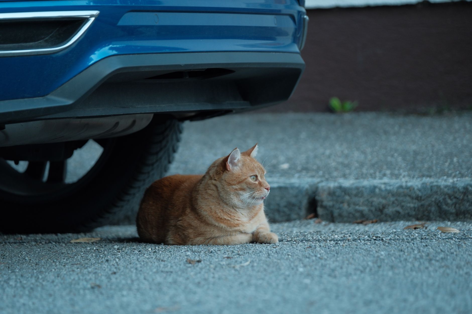 ginger cat peeking from mesh soft-sided carrier under airplane seat
