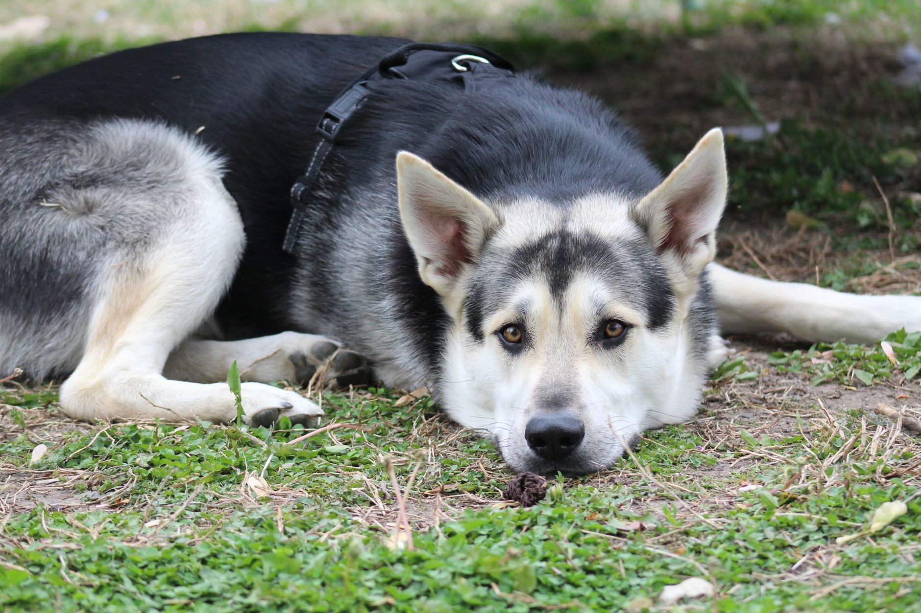 service dog in harness lying at feet of airplane passenger