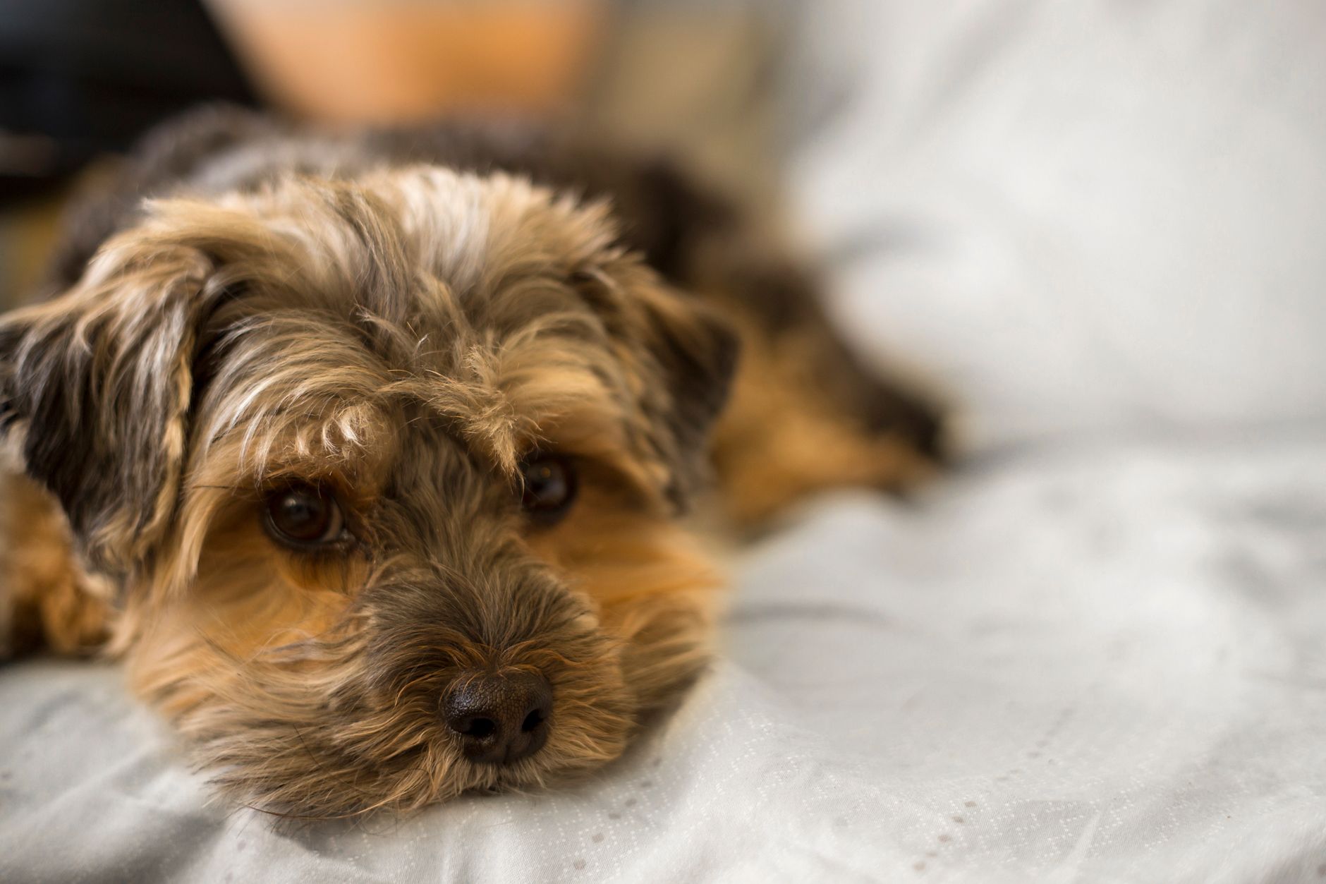 Can Dogs Fly in Airplace? Cabin, Cargo, and Official Rules