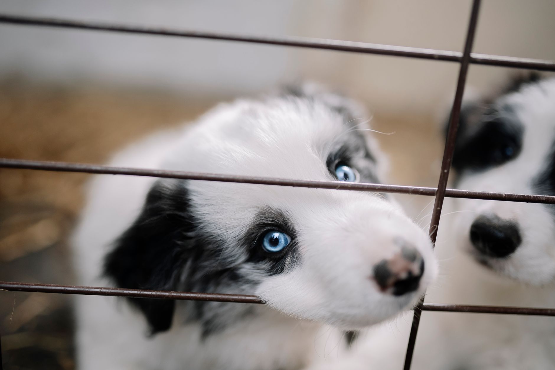 airport pet quarantine cage inspection officer