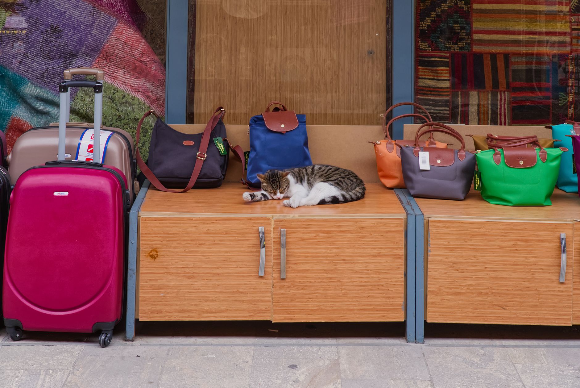 cat in hard shell pet kennel beside airport luggage trolley
