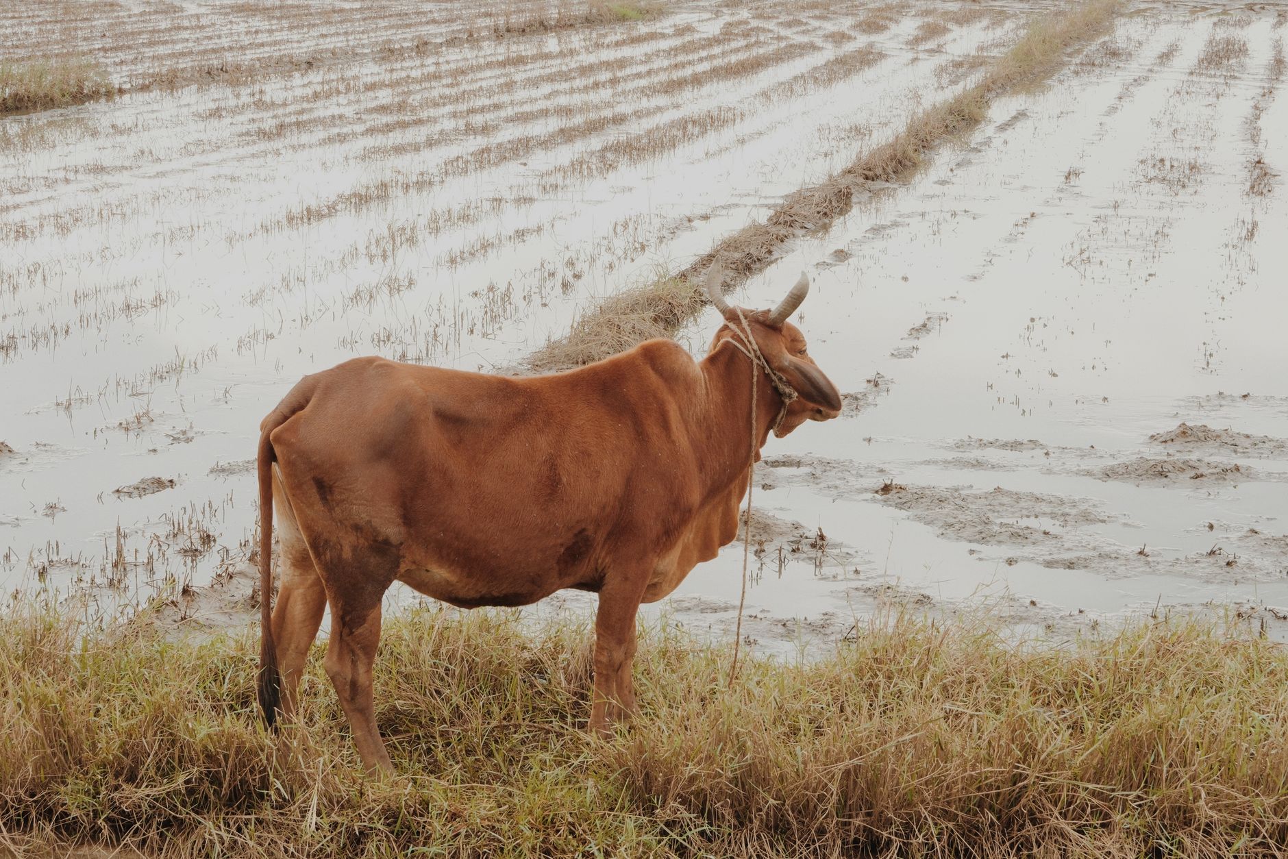 farmer holding health certificate paperwork at flooded pasture cattle