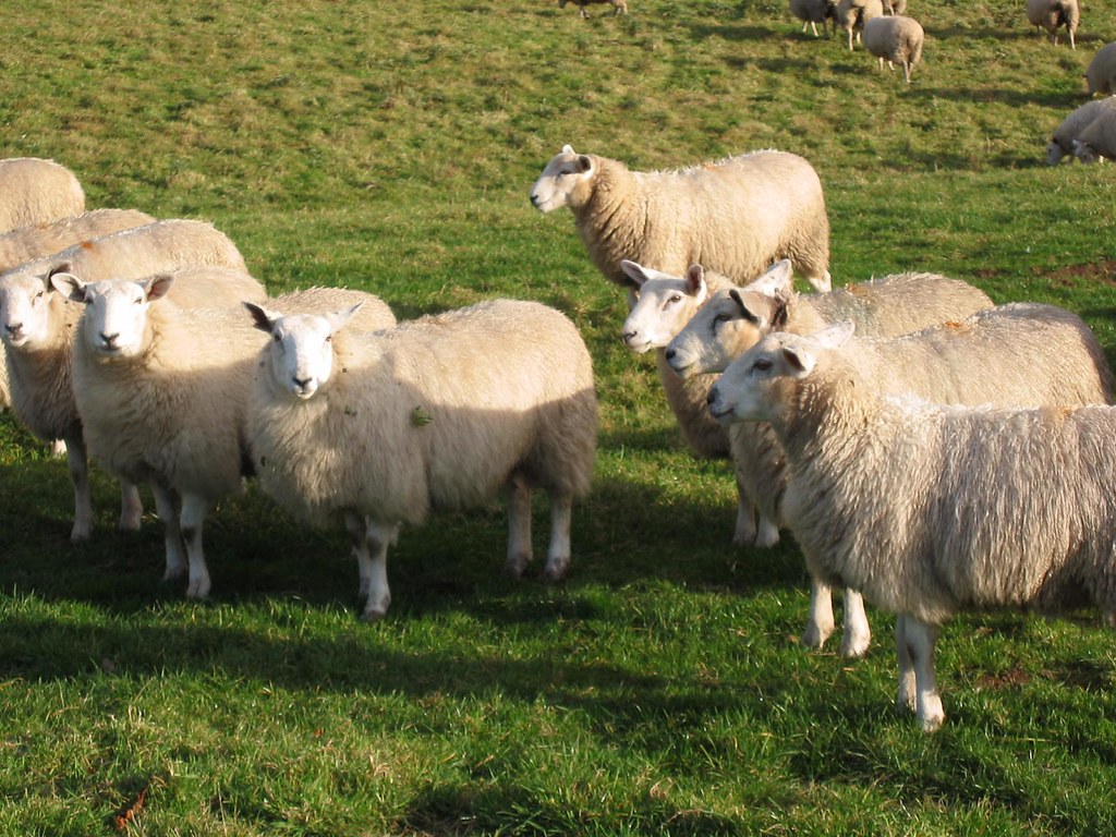 livestock farm herd