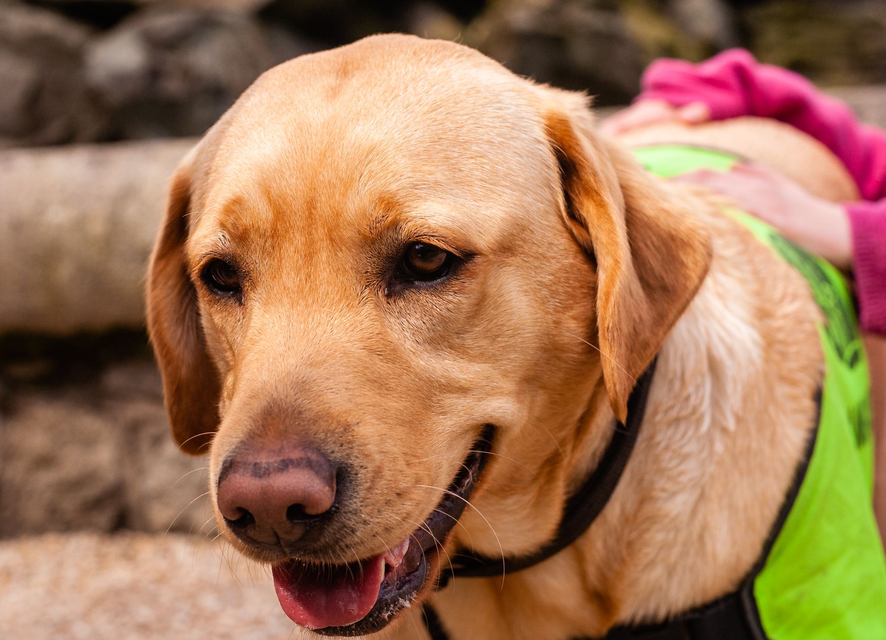 labrador assistance dog vest walking through airport terminal with traveler