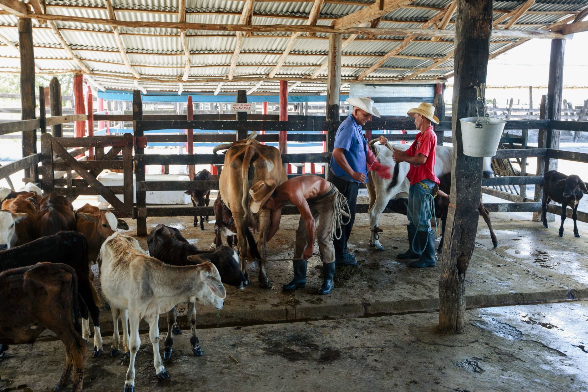 veterinarian cattle exam
