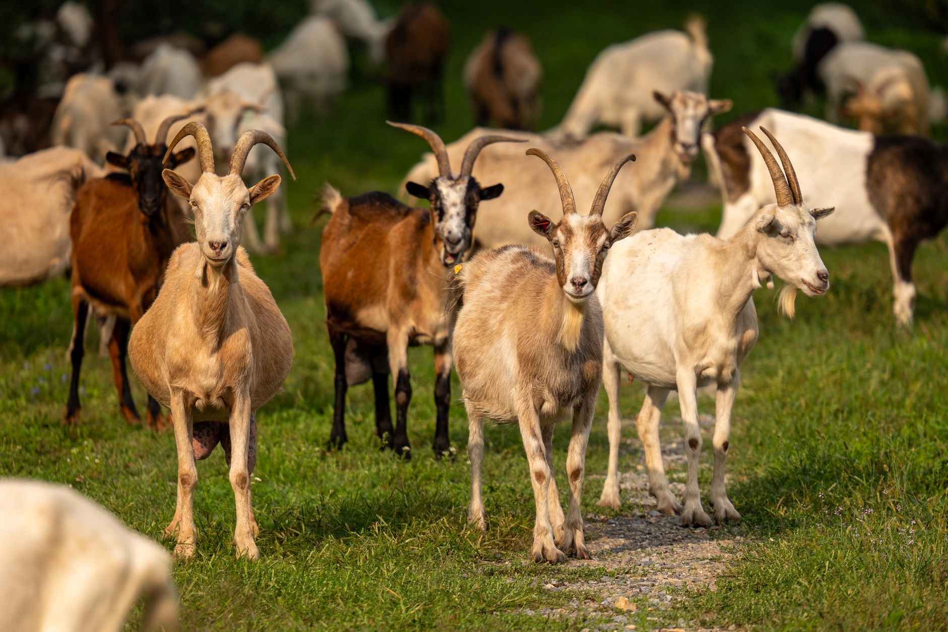 livestock farm herd