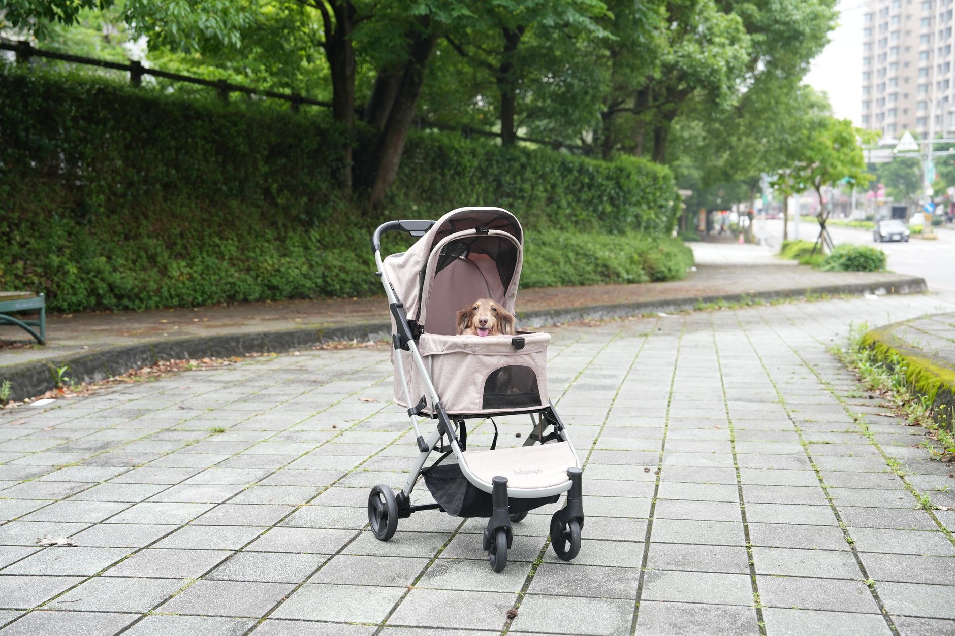 Airline Approved Pet Carrier: IATA & Airline Rules 2026
