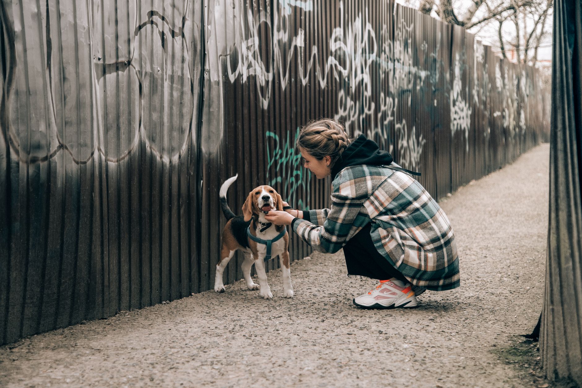 beagle dog carried in shoulder pet carrier city sidewalk