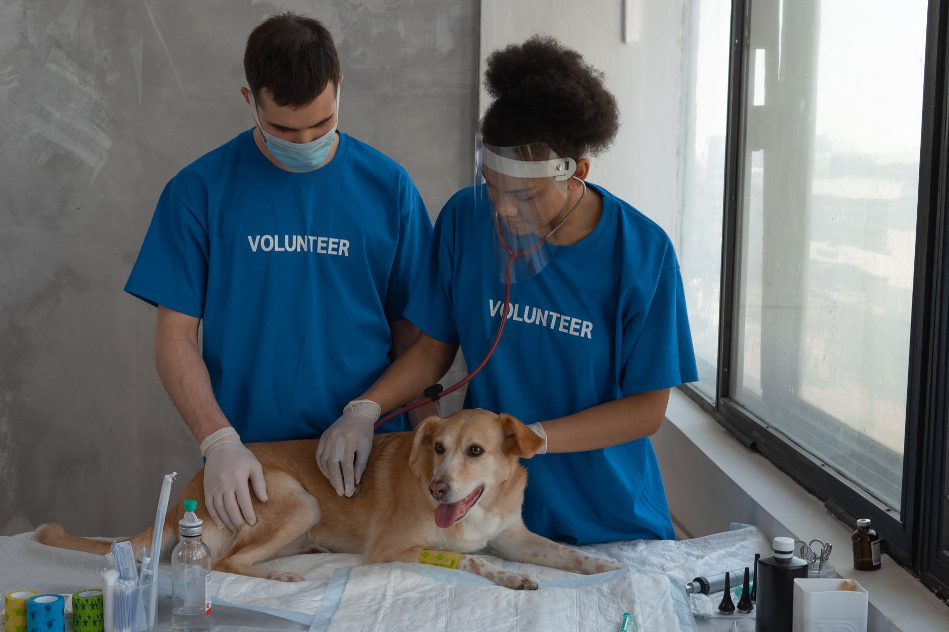 veterinarian examining dog health certificate airport travel desk