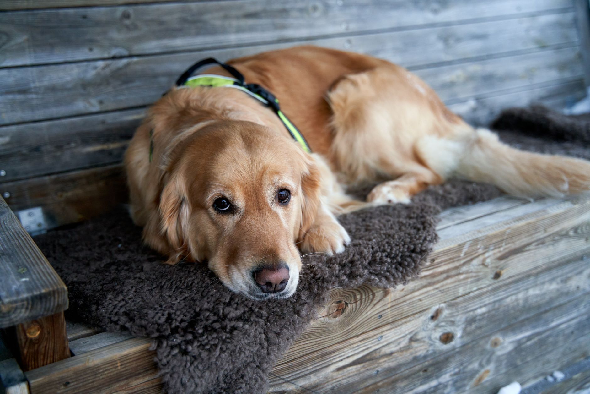 service dog with harness lying at airport terminal floor