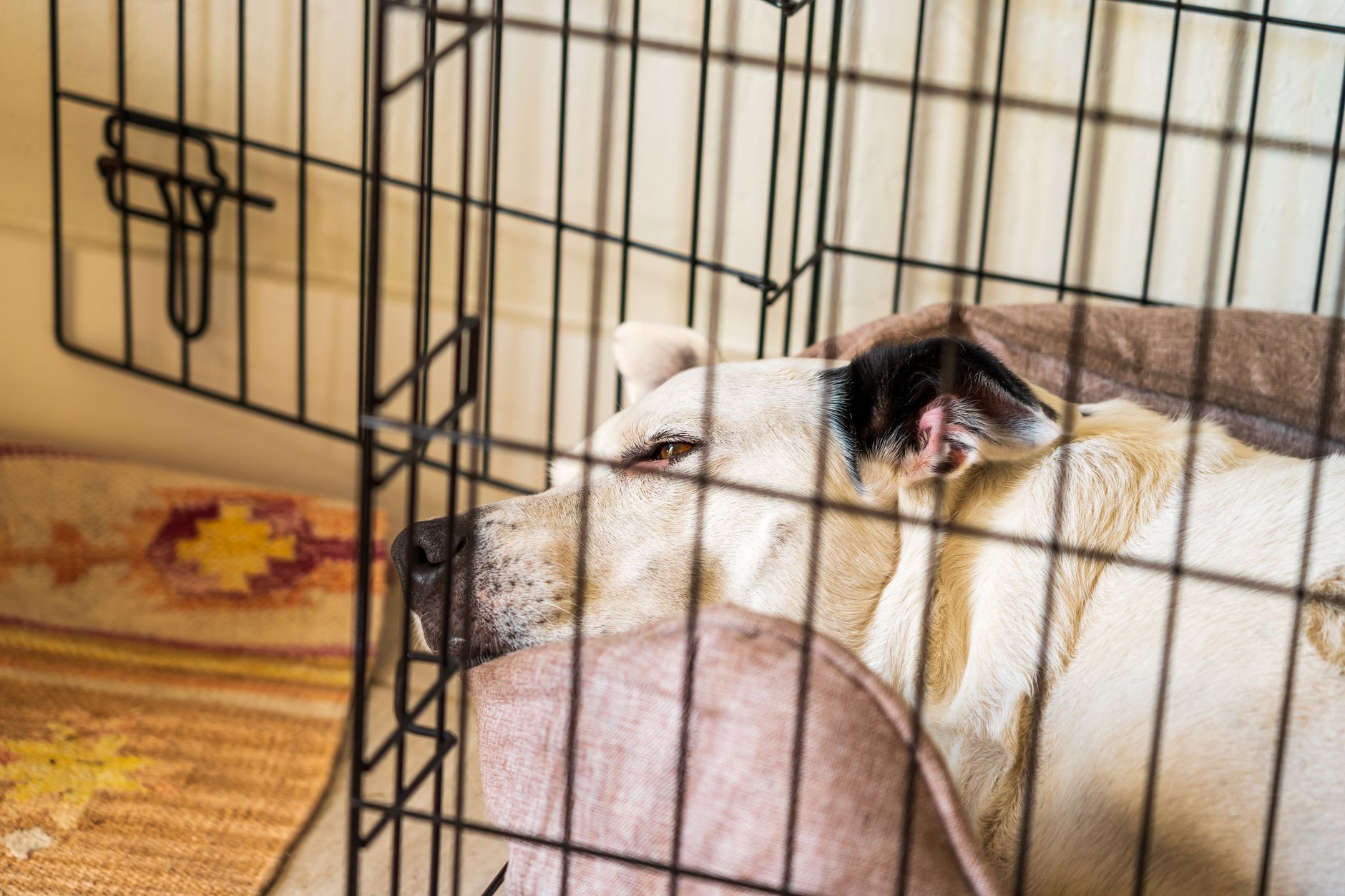 International Pet Relocation Services: What They Do, What They Cost, and How to Choose One