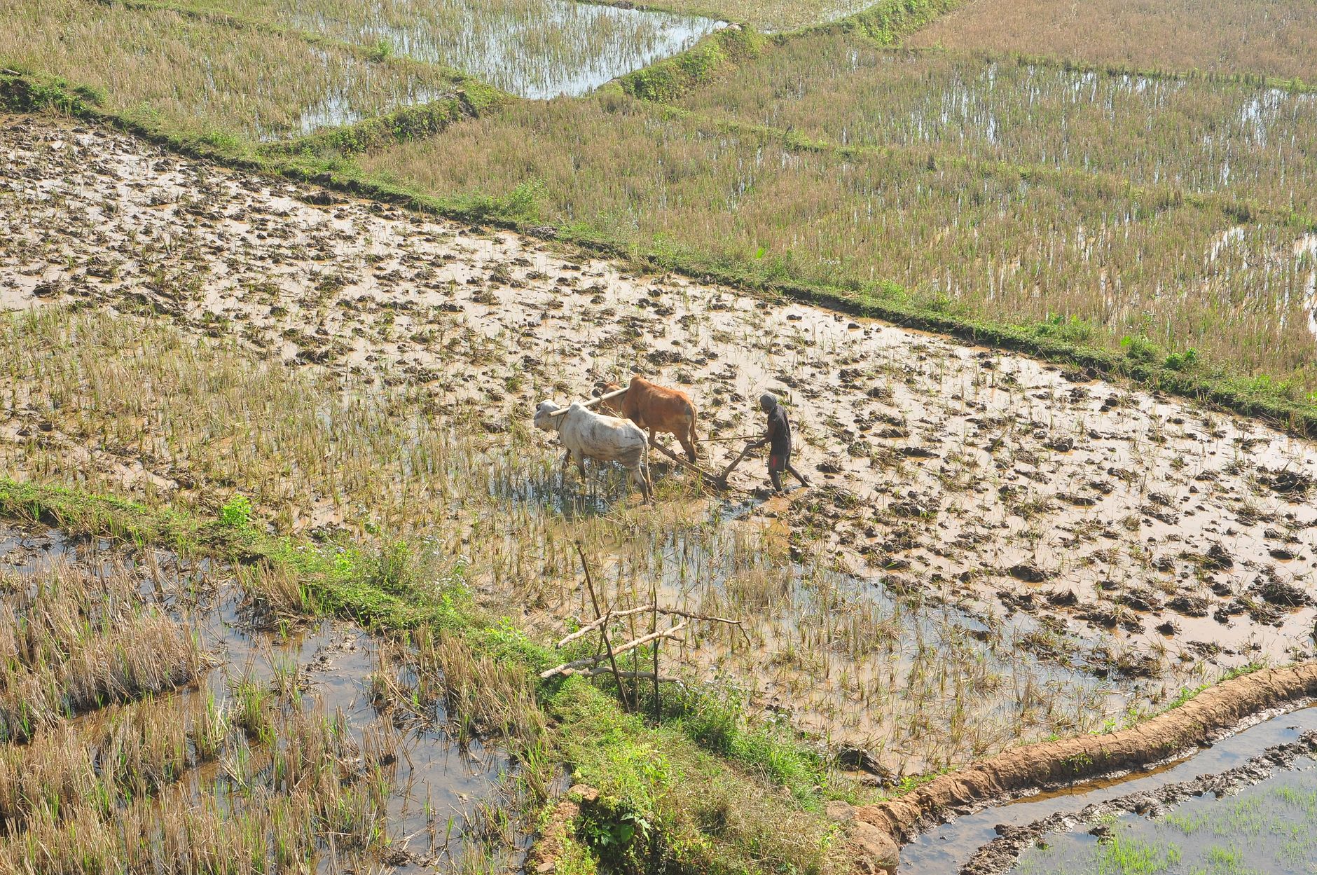 farmer smartphone livestock flooded field Pakistan