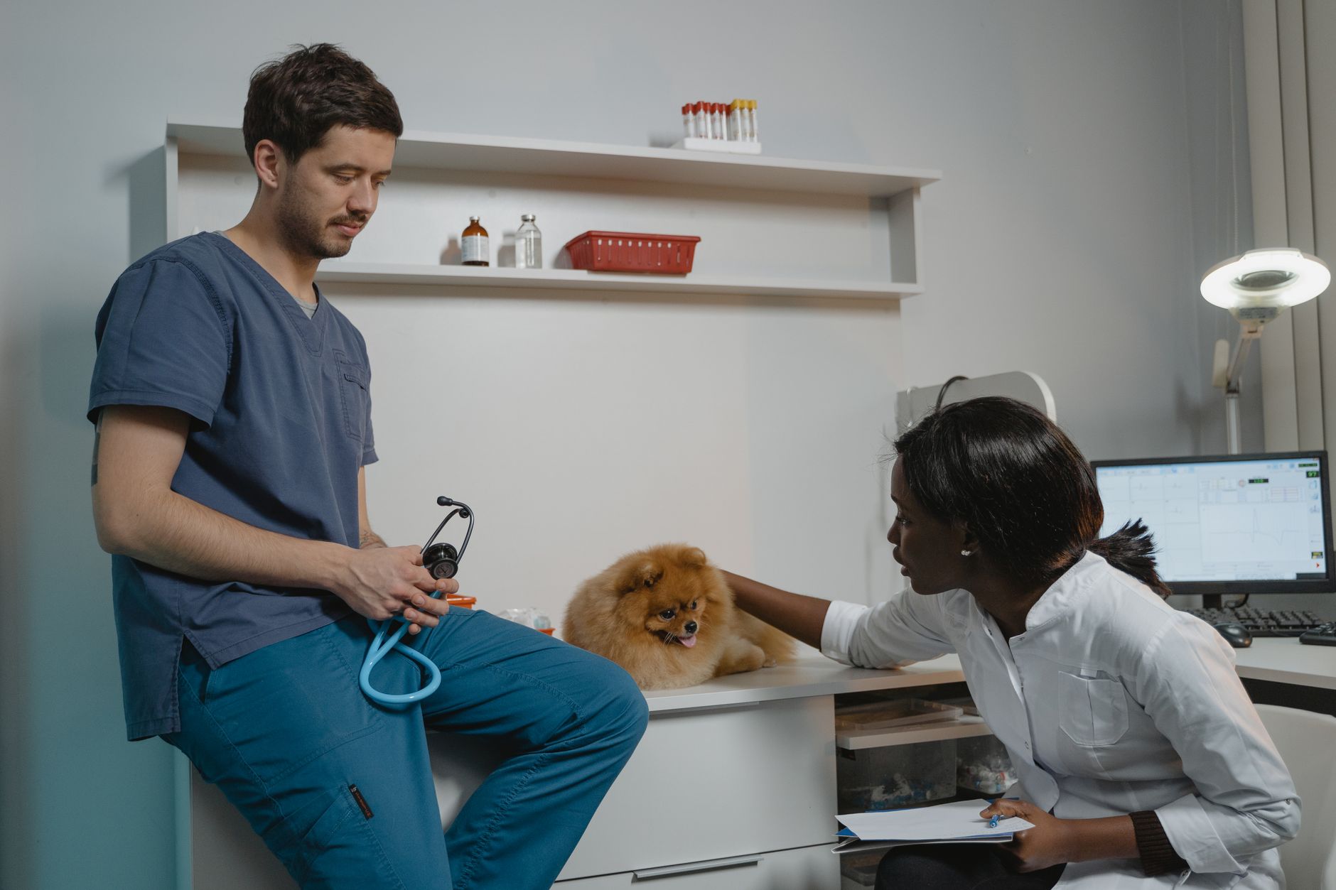 American Airlines Pet Policy 2026: Fees, Carrier Rules & Cargo Guide
