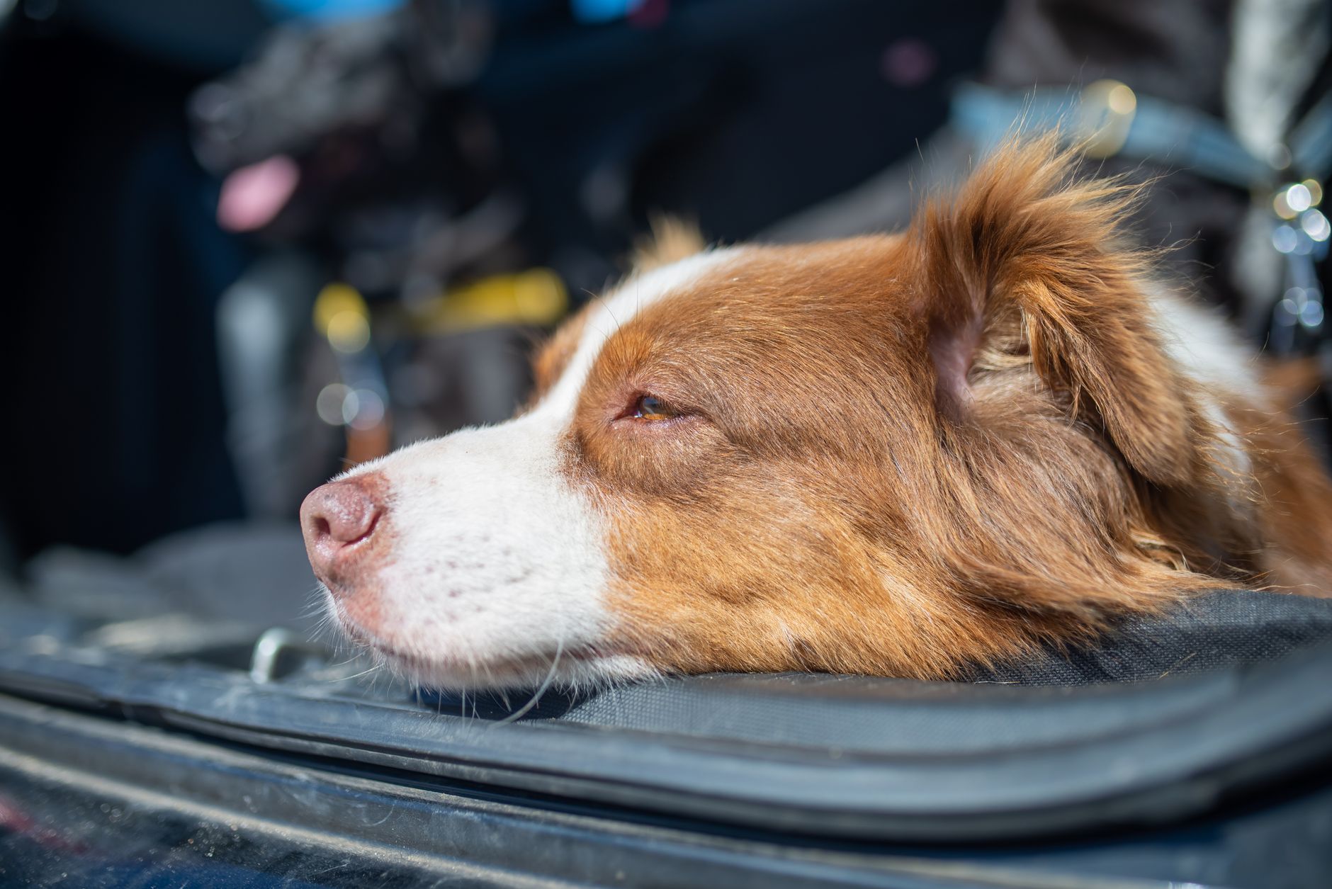 dog in car back seat approaching highway border crossing sign