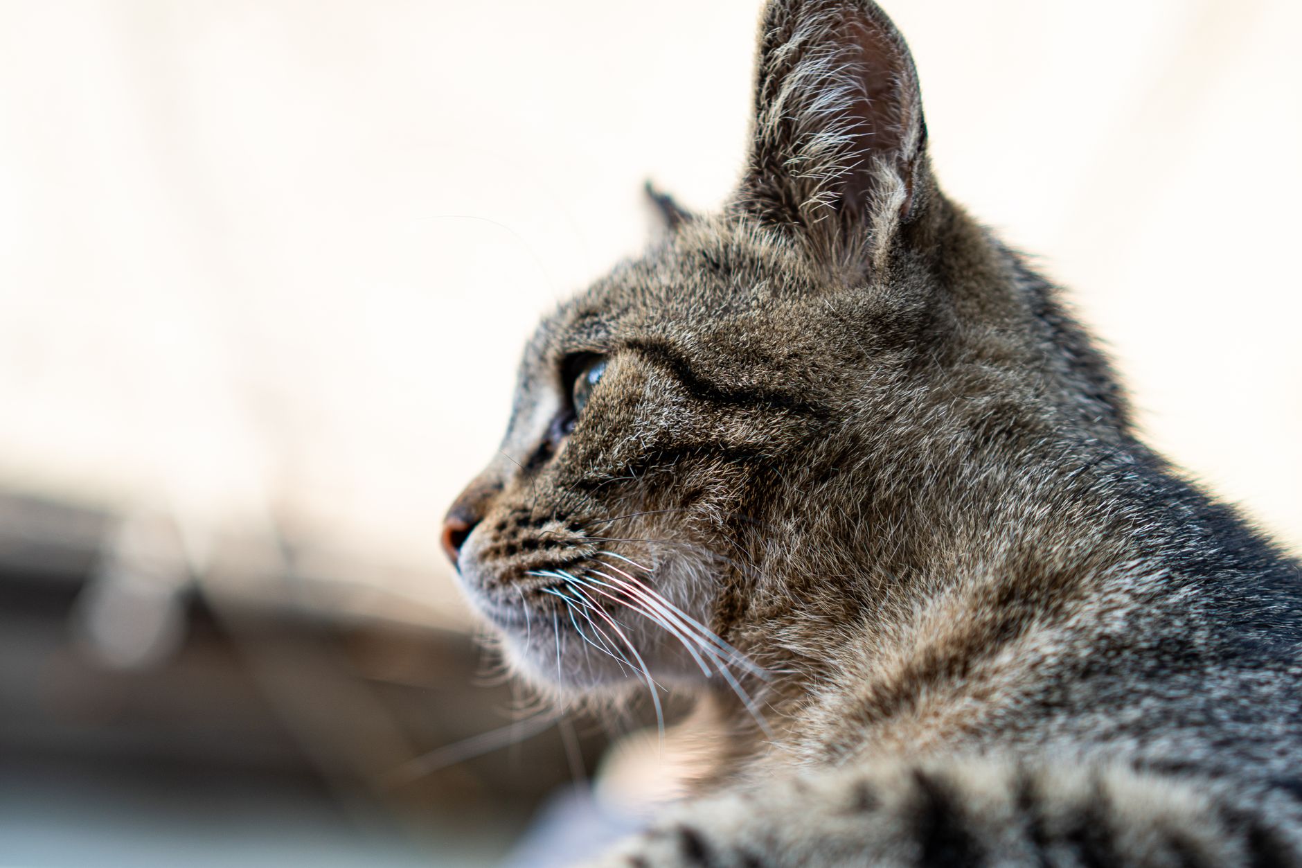 tabby cat soft sided carrier airplane cabin under seat