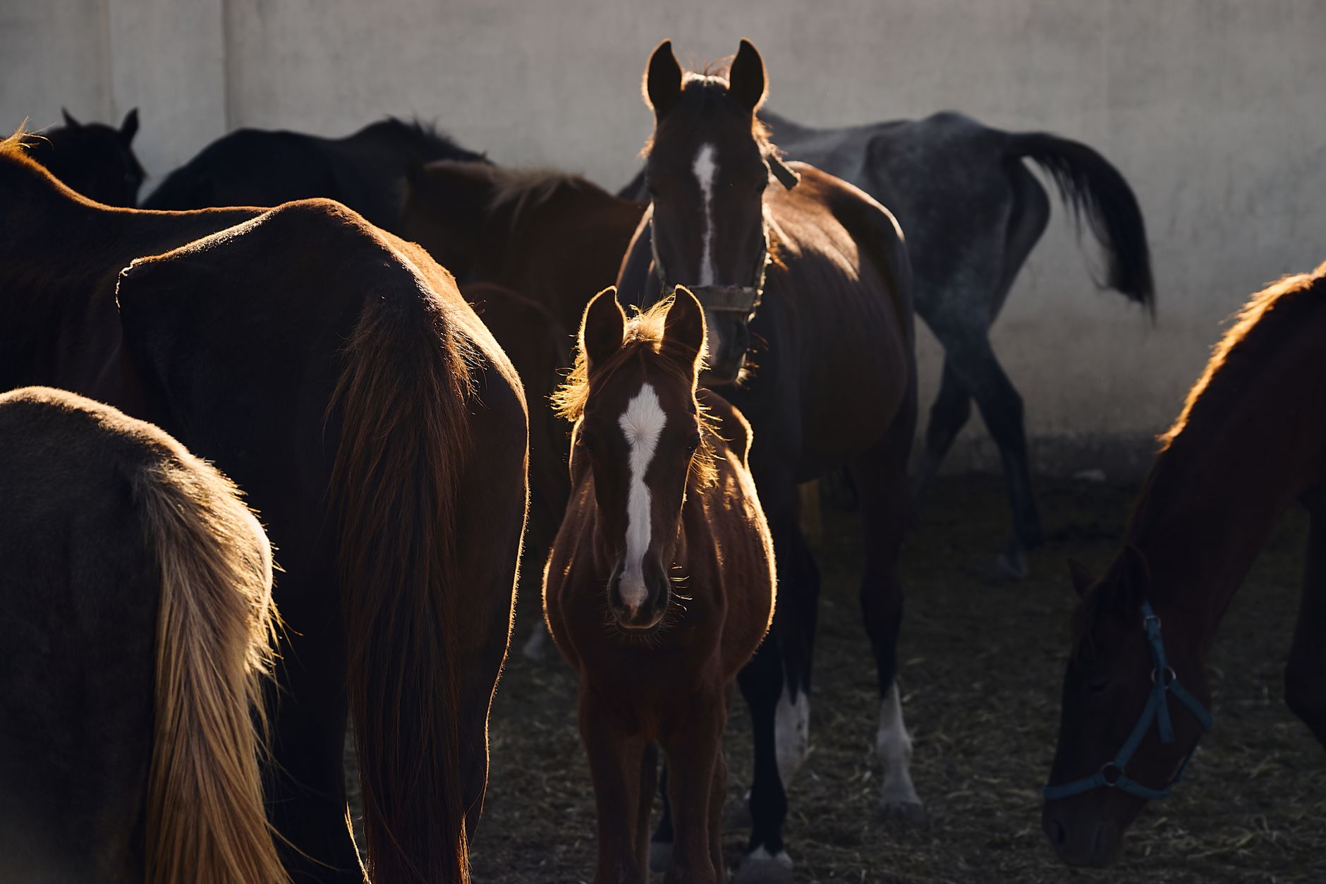 Animal Transport Services Cost: 2026 Price Guide for Pets and Livestock
