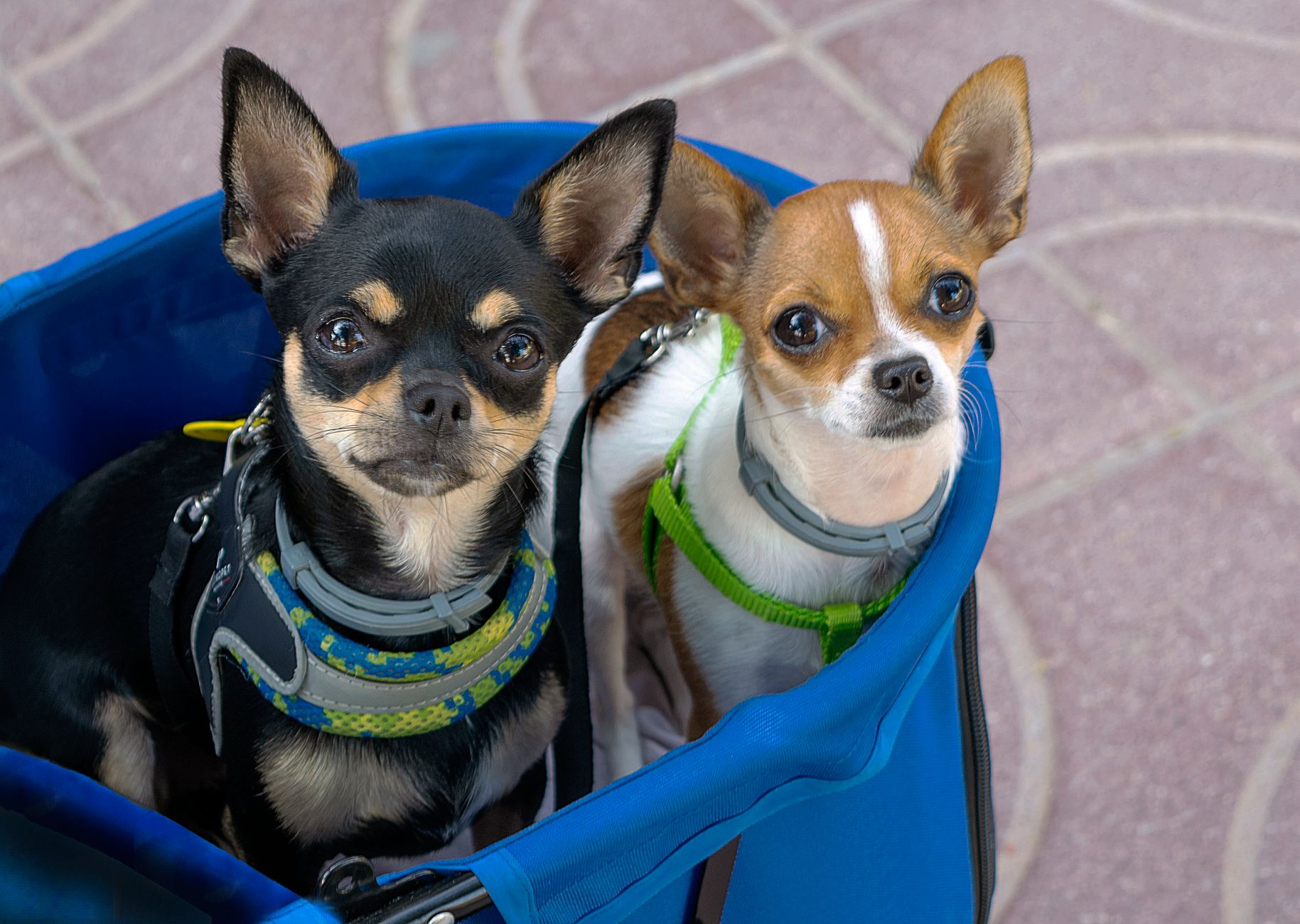 Pet Fee Southwest: $125 Cabin Charge, Rules, and How to Pay