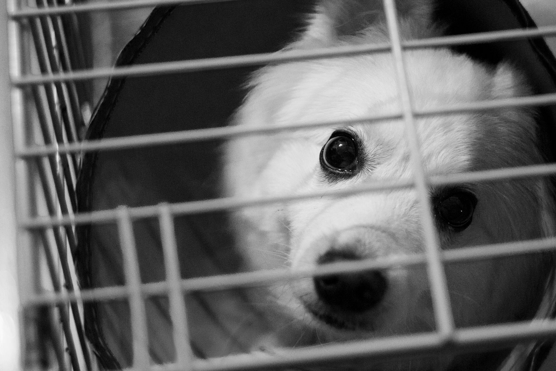 Rabies Titer Testing: What It Is, Who Needs It, and How the 0.5 IU/mL Rule Works