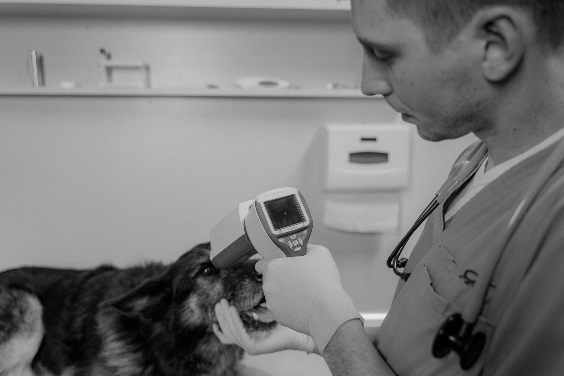 veterinarian checking dog microchip scanner before travel