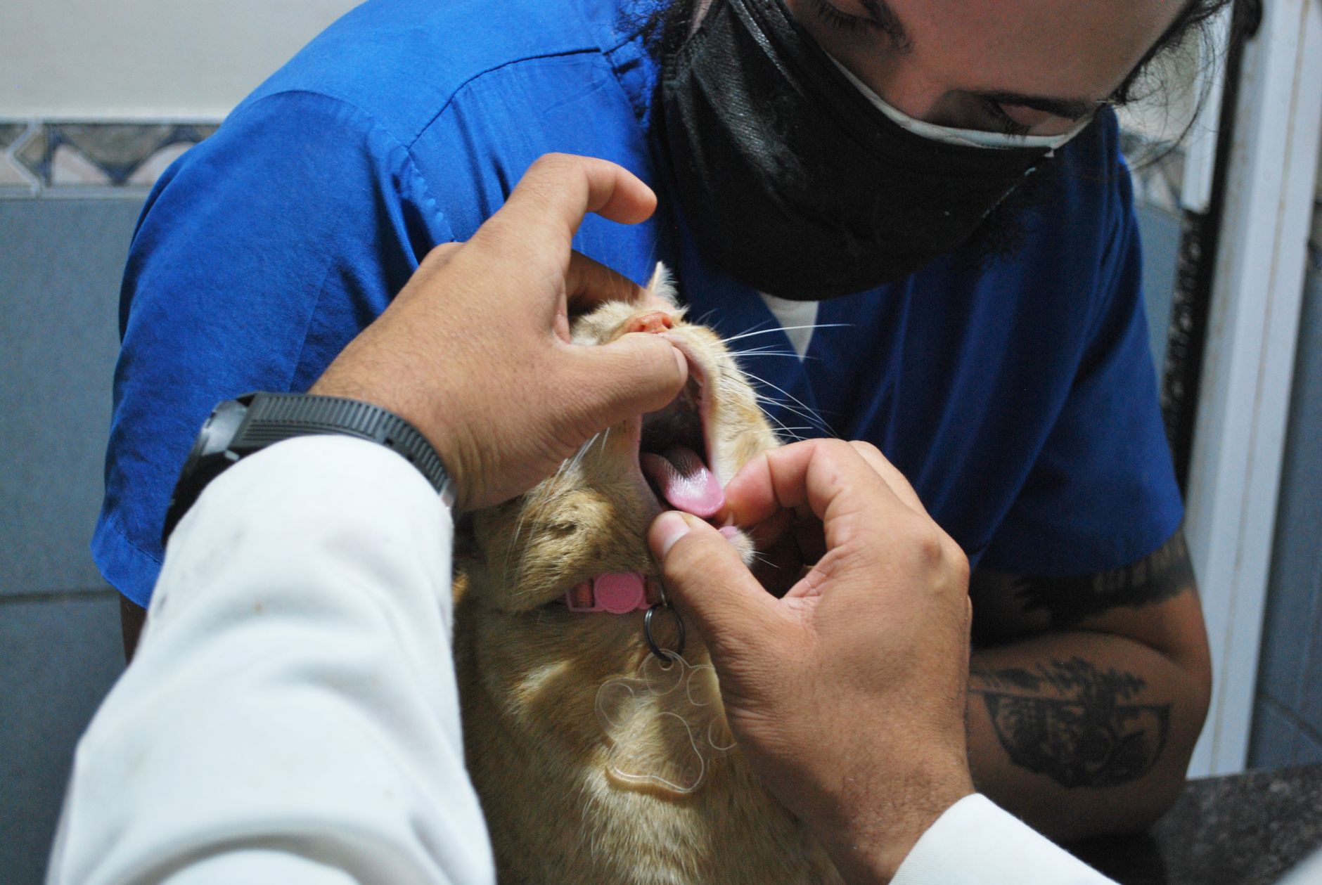 veterinarian examining cat for pet travel health certificate at clinic desk