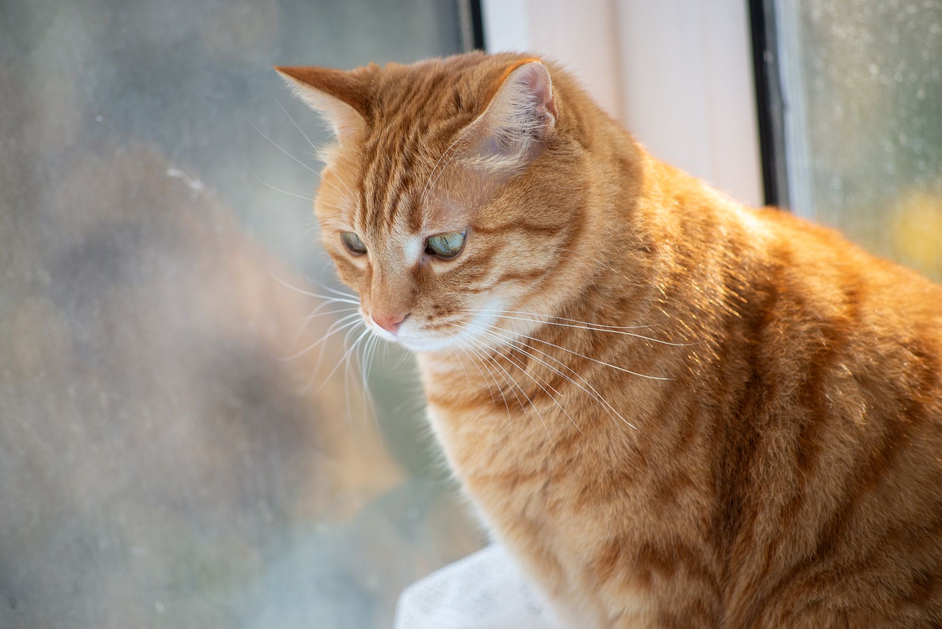orange tabby cat sitting inside open travel crate at home