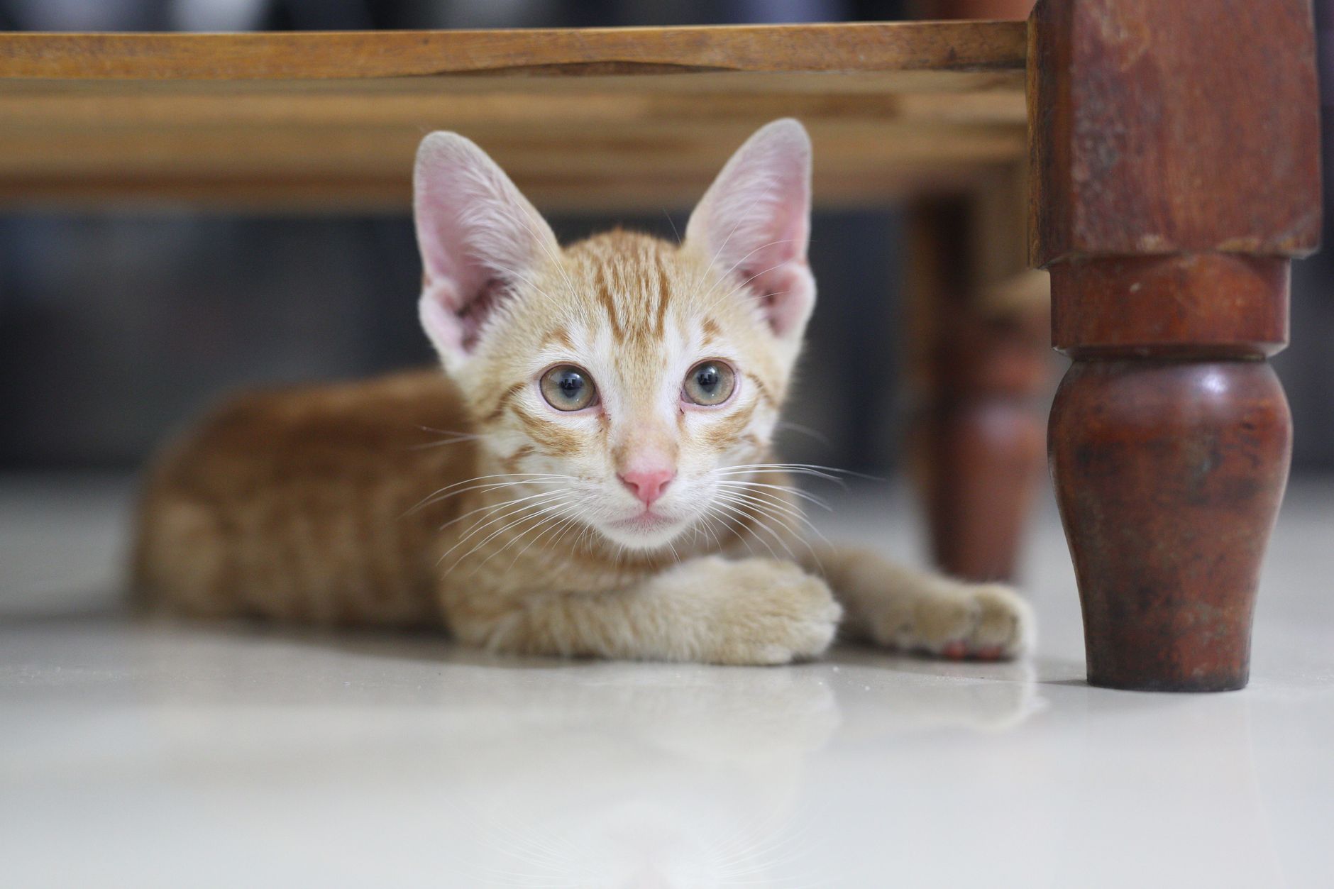 Can Cats Fly on Planes? Cabin Rules, Fees, and Documents