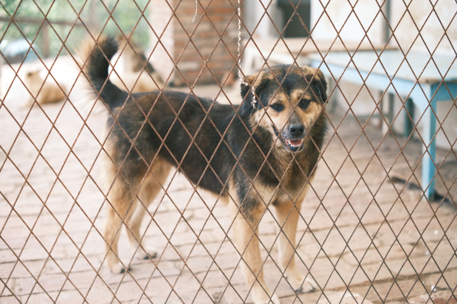 Dog Quarantine Explained: Rules by Country for 2026