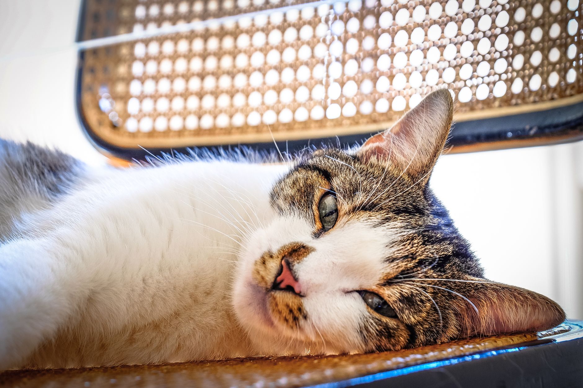 cat inside soft-sided pet carrier under airplane seat