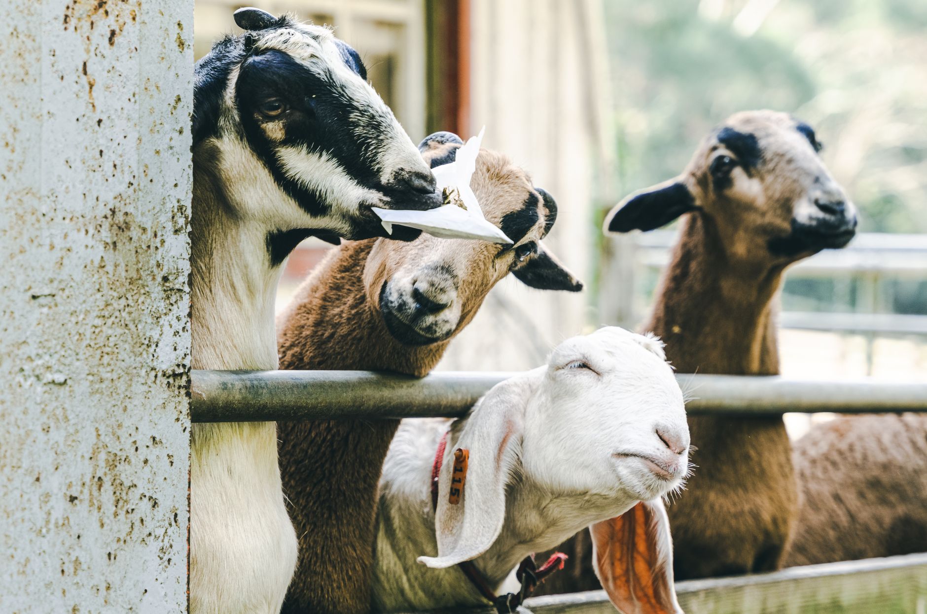 sheep goat farm field