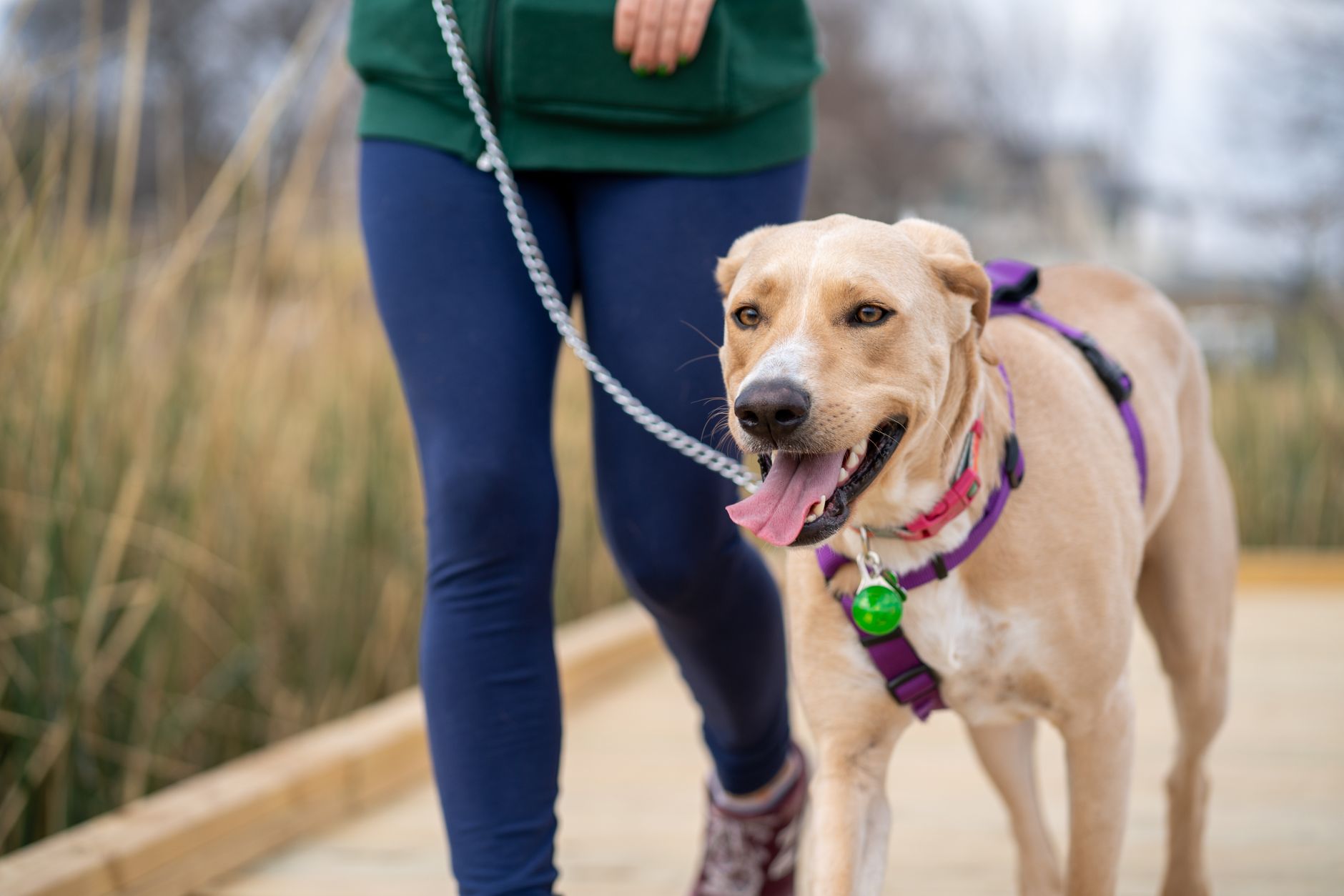 traveler walking dog airport pet relief area leash