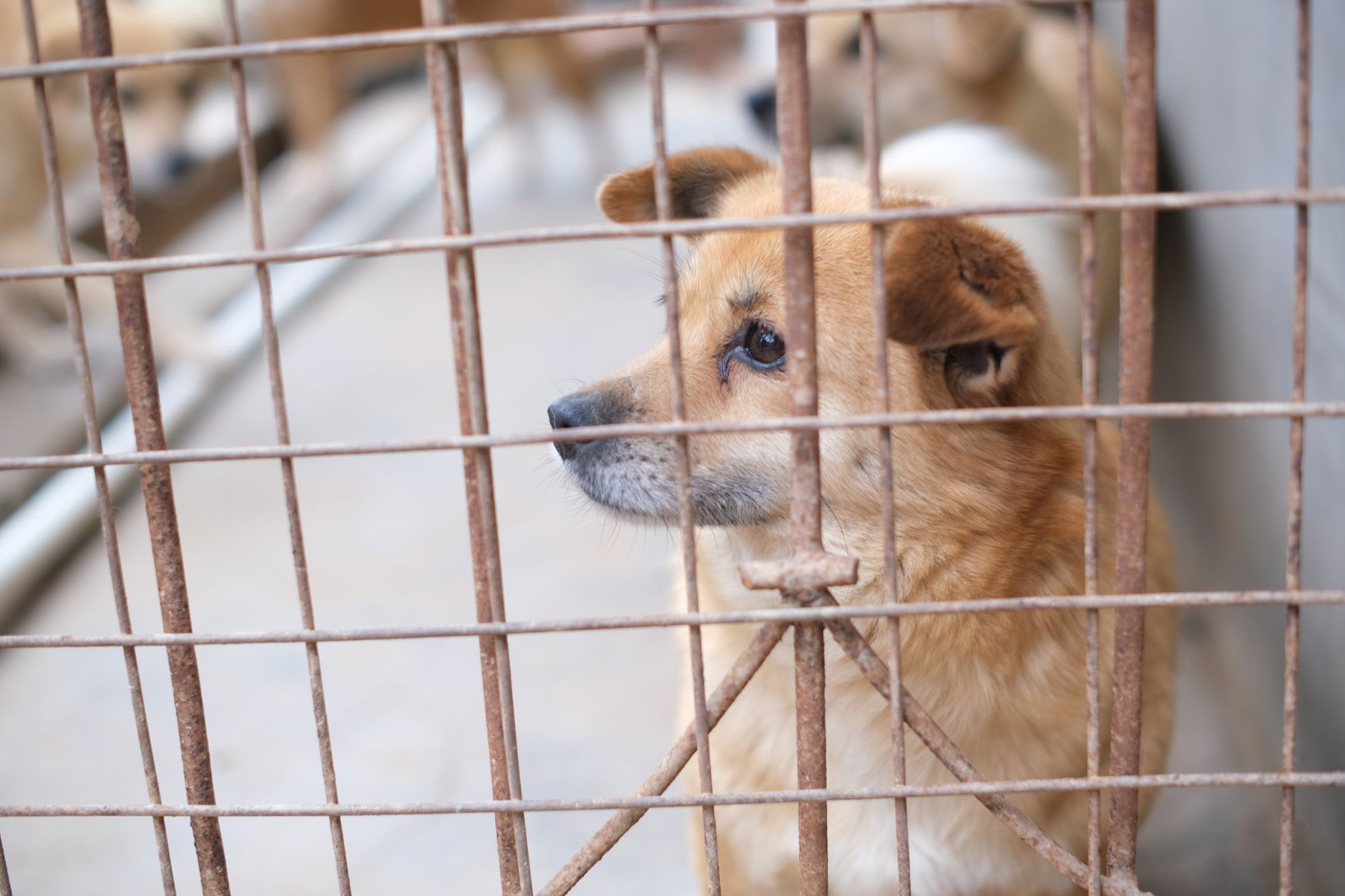 dog waiting in airport animal quarantine kennel corridor