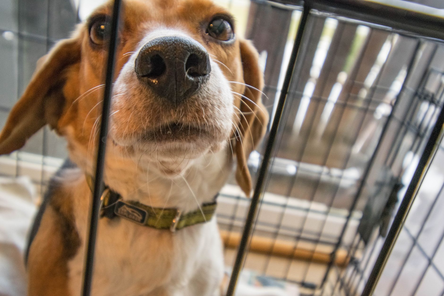 Canine Quarantine Explained: U.S., UK, Hawai‘i Border Rules