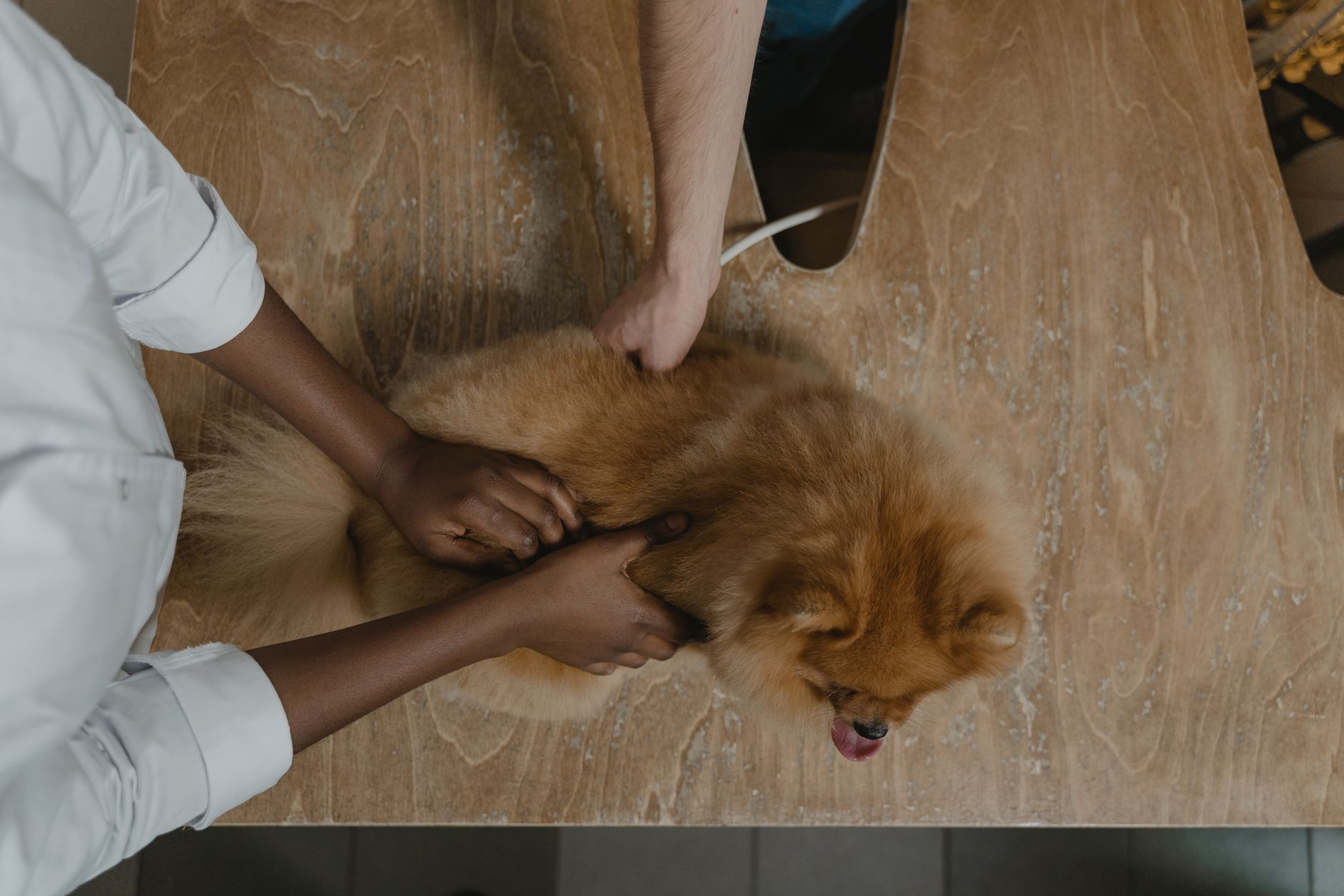 veterinarian signing USDA pet health certificate office desk