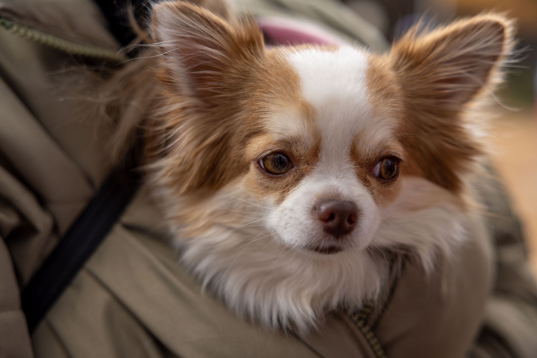 woman carrying small dog in soft pet carrier through airport terminal