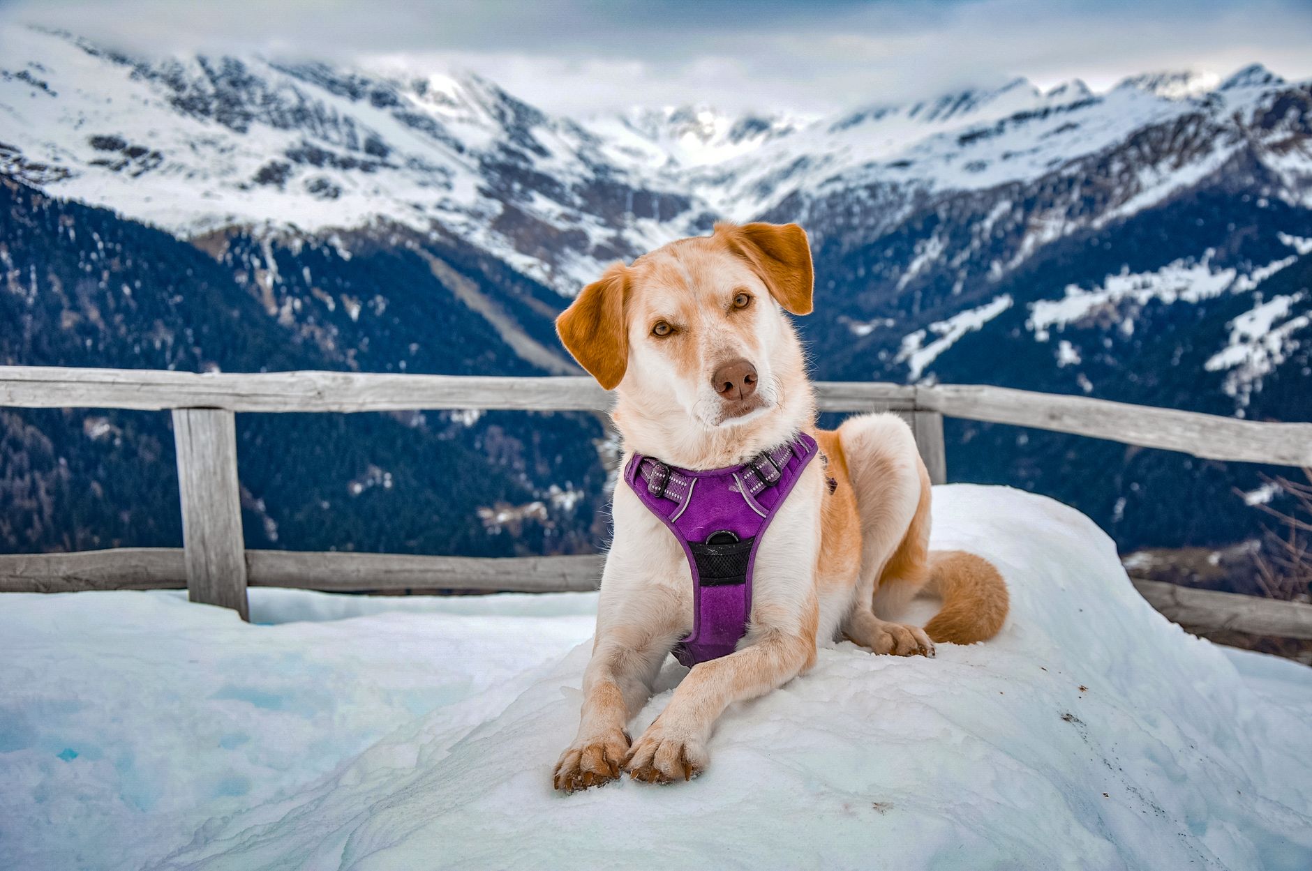 Ryanair Pet Policy 2026: Only Guide and Assistance Dogs Can Fly