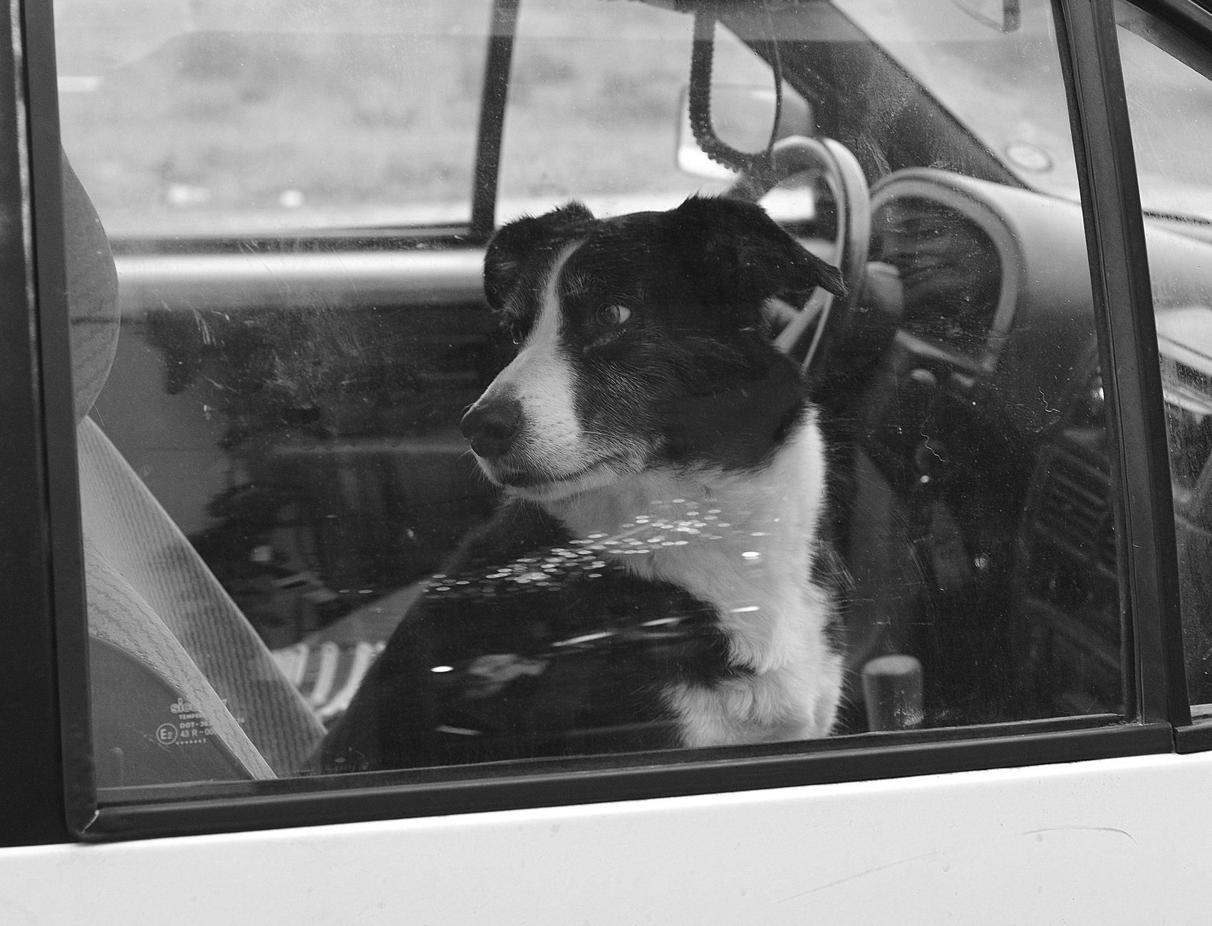 car packed for road trip with dog carrier at Canada US border crossing
