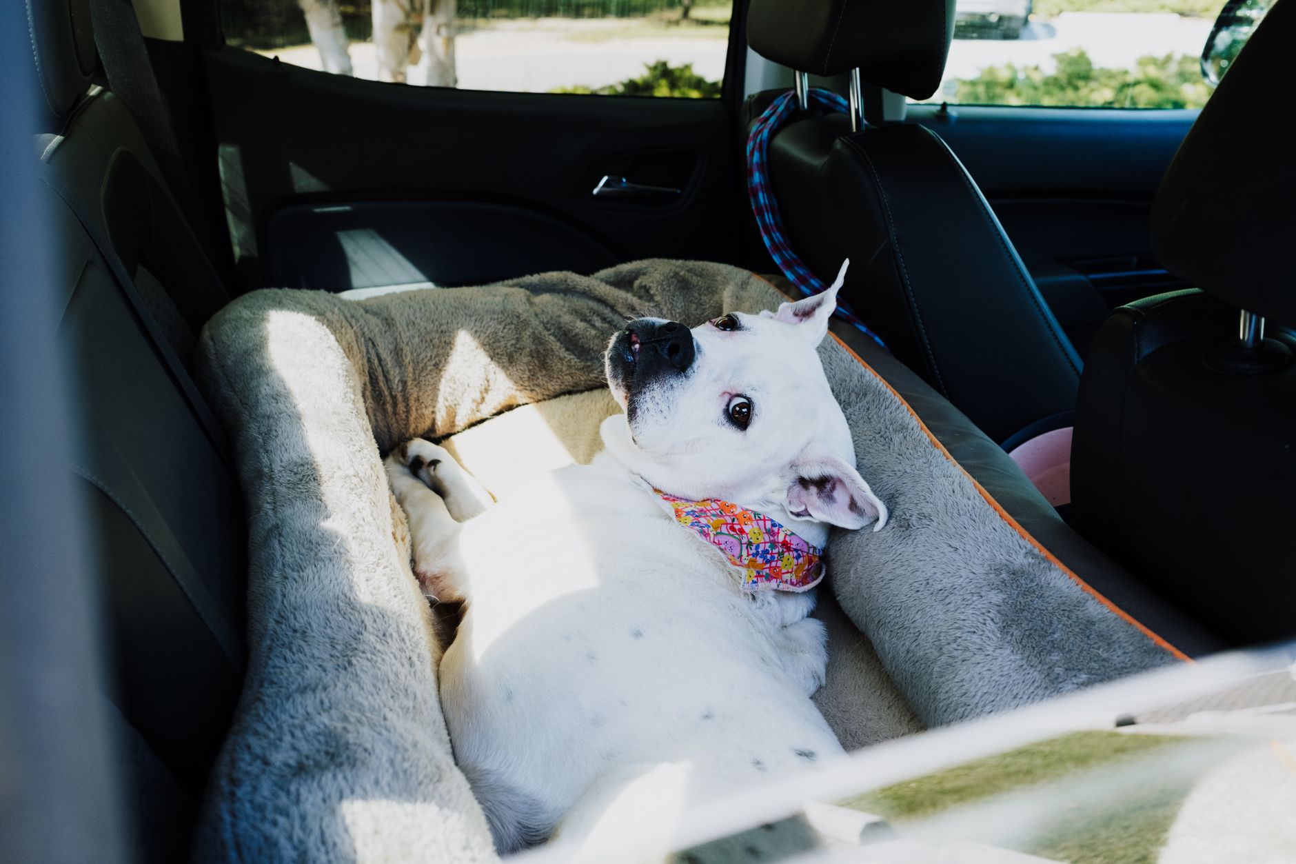 toy breed dog peeking from mesh ventilated travel carrier car backseat