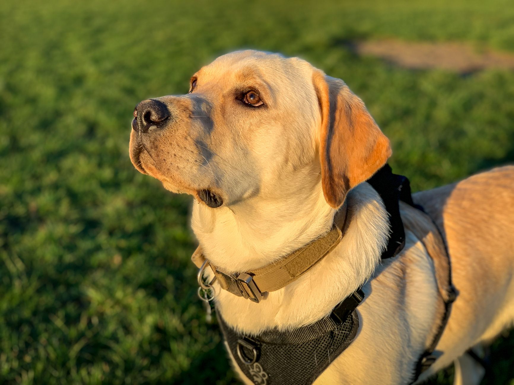 labrador assistance dog in harness at airport boarding gate