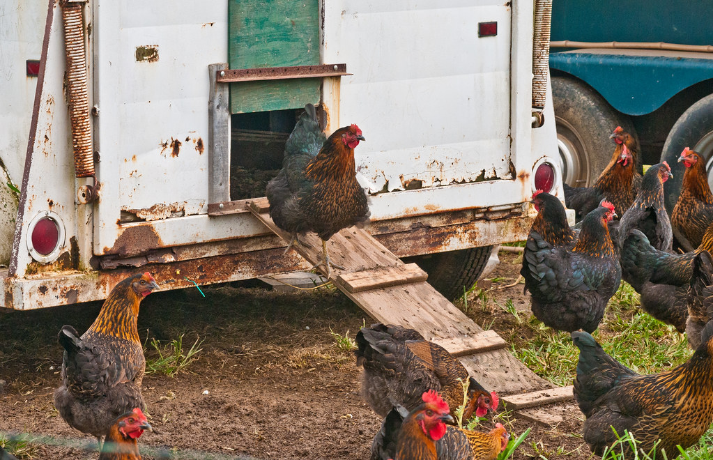 animal livestock barn