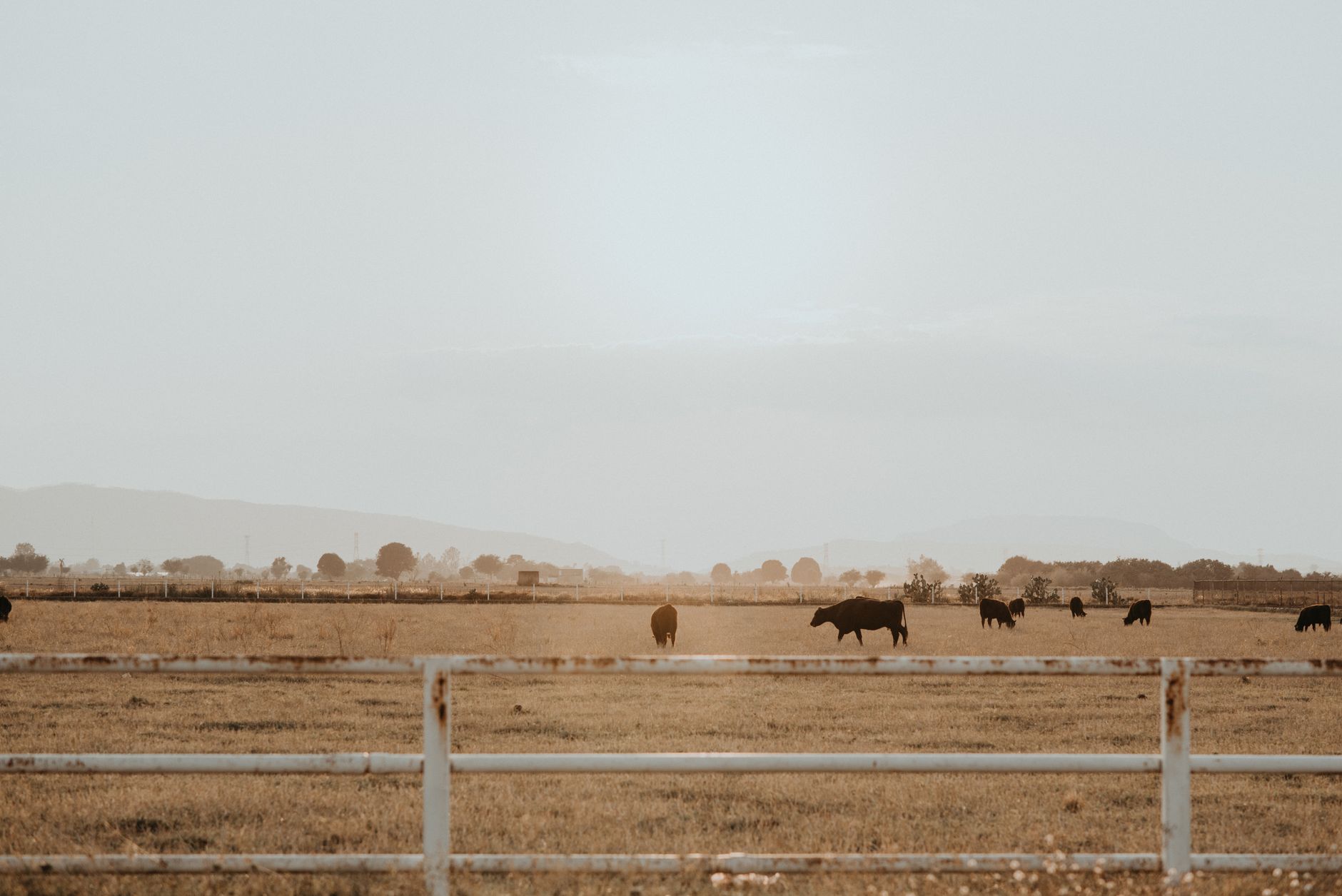 cattle ranch pasture
