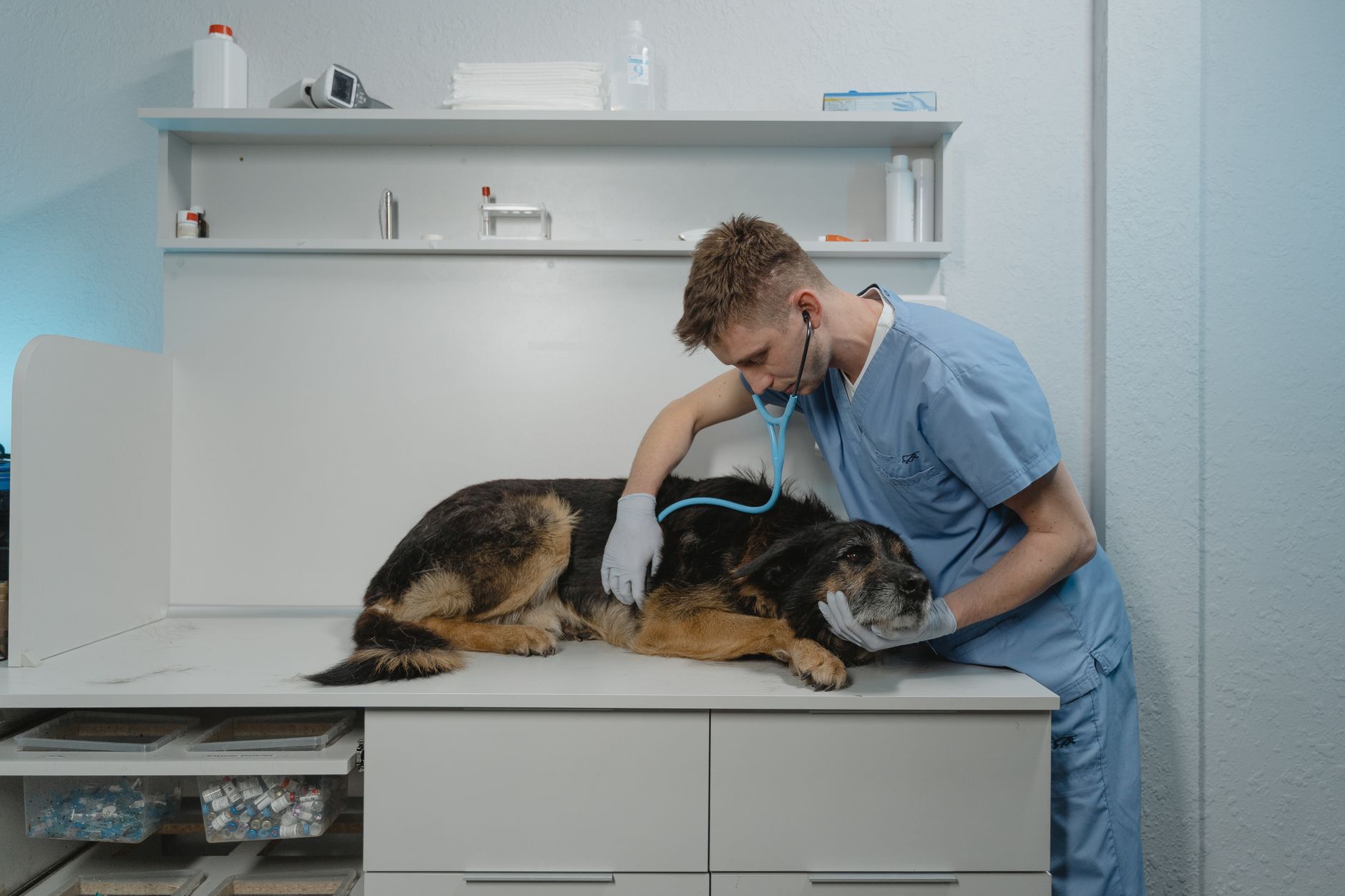 veterinarian writing pet health certificate at clinic exam table