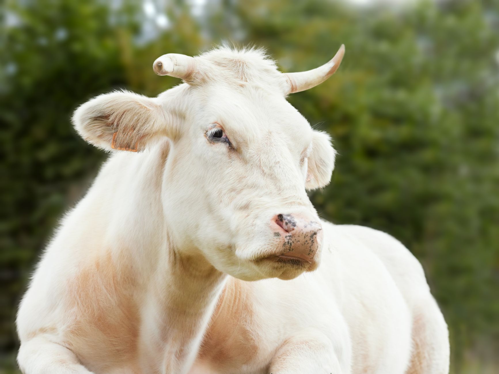 cattle muzzle livestock