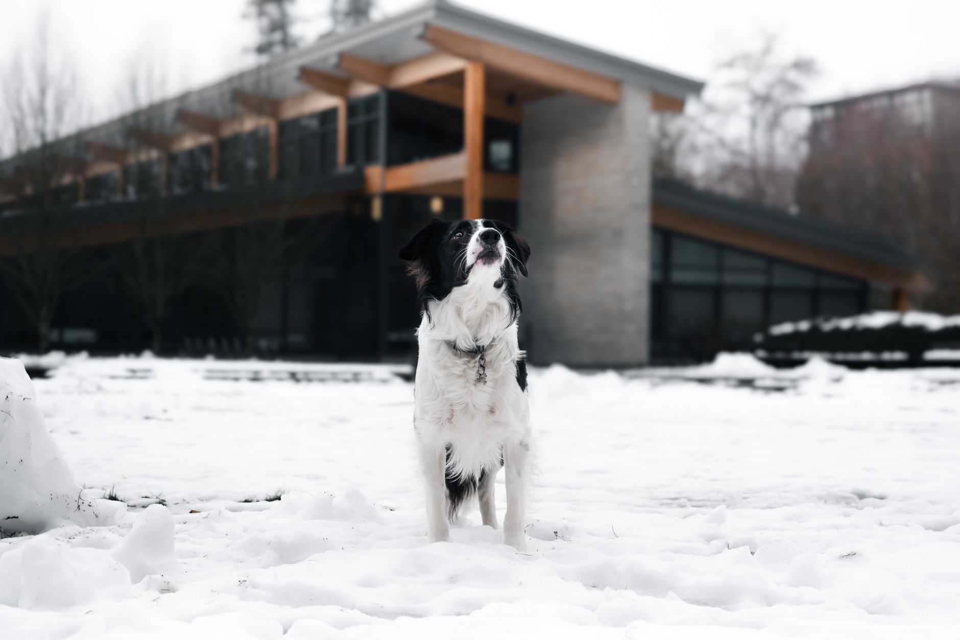dog waiting in car at snowy canada us border booth