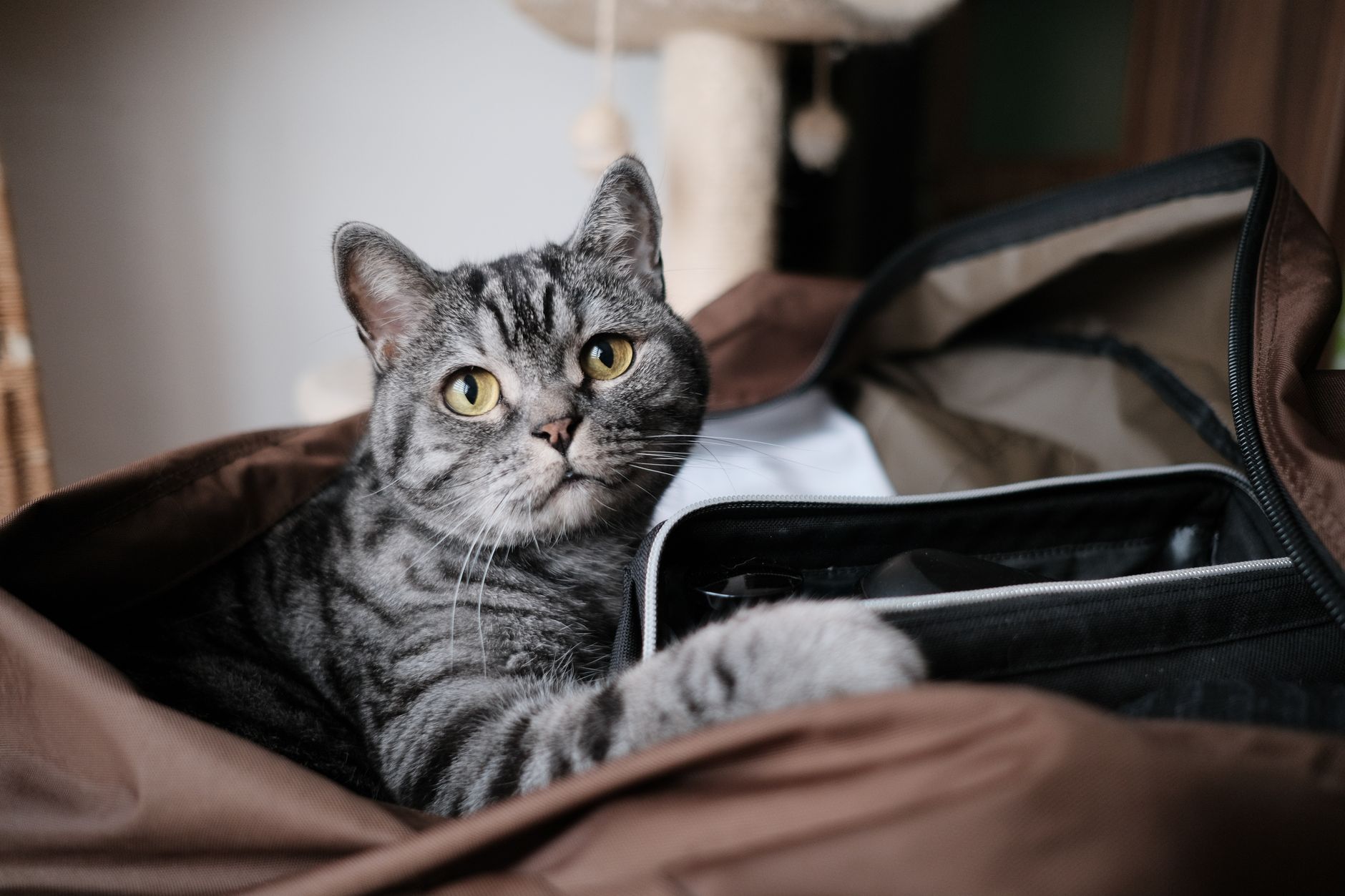 FAA Approved Cat Carrier: Cabin Rules, Sizes, and Buying Guide