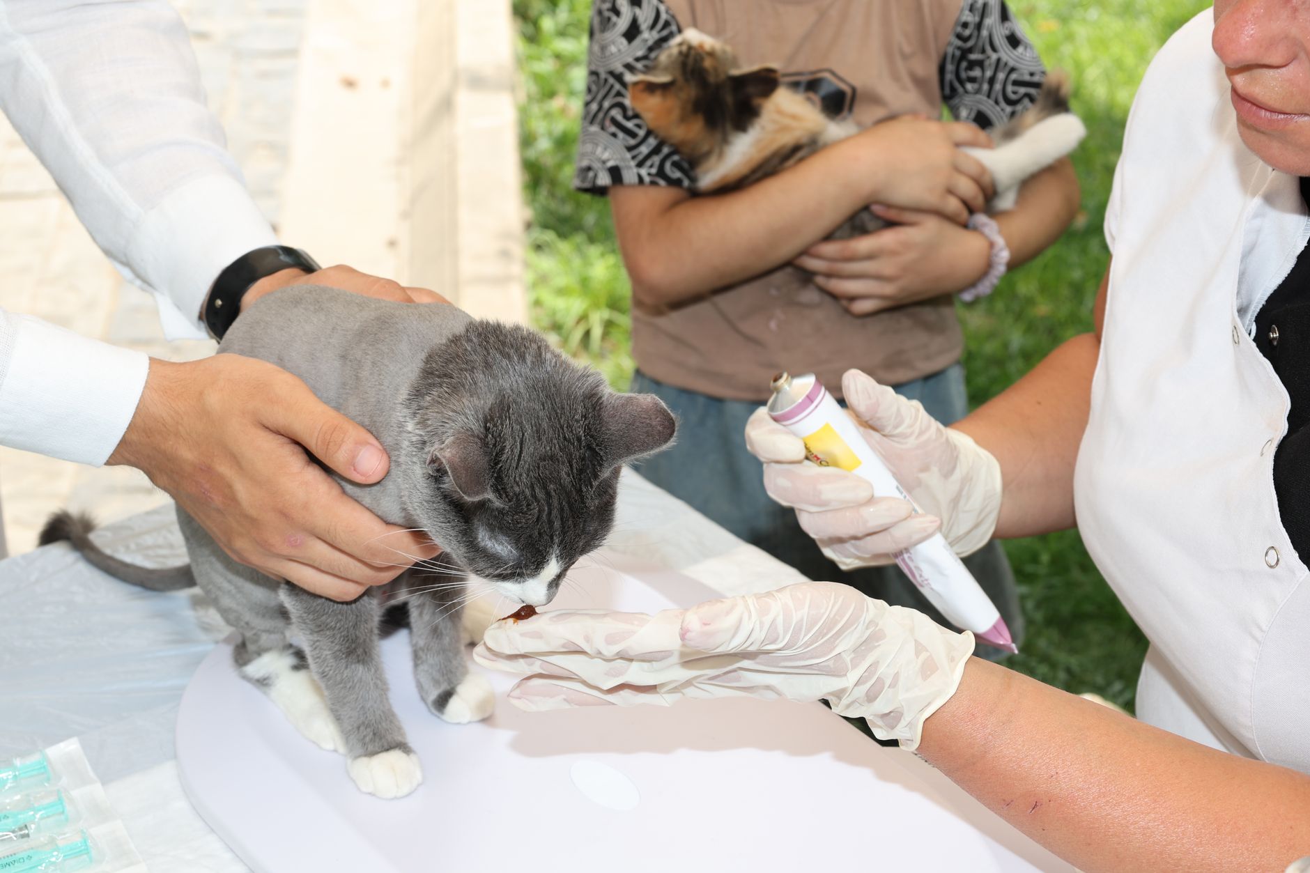 veterinarian scanning housecat microchip on clinic exam table