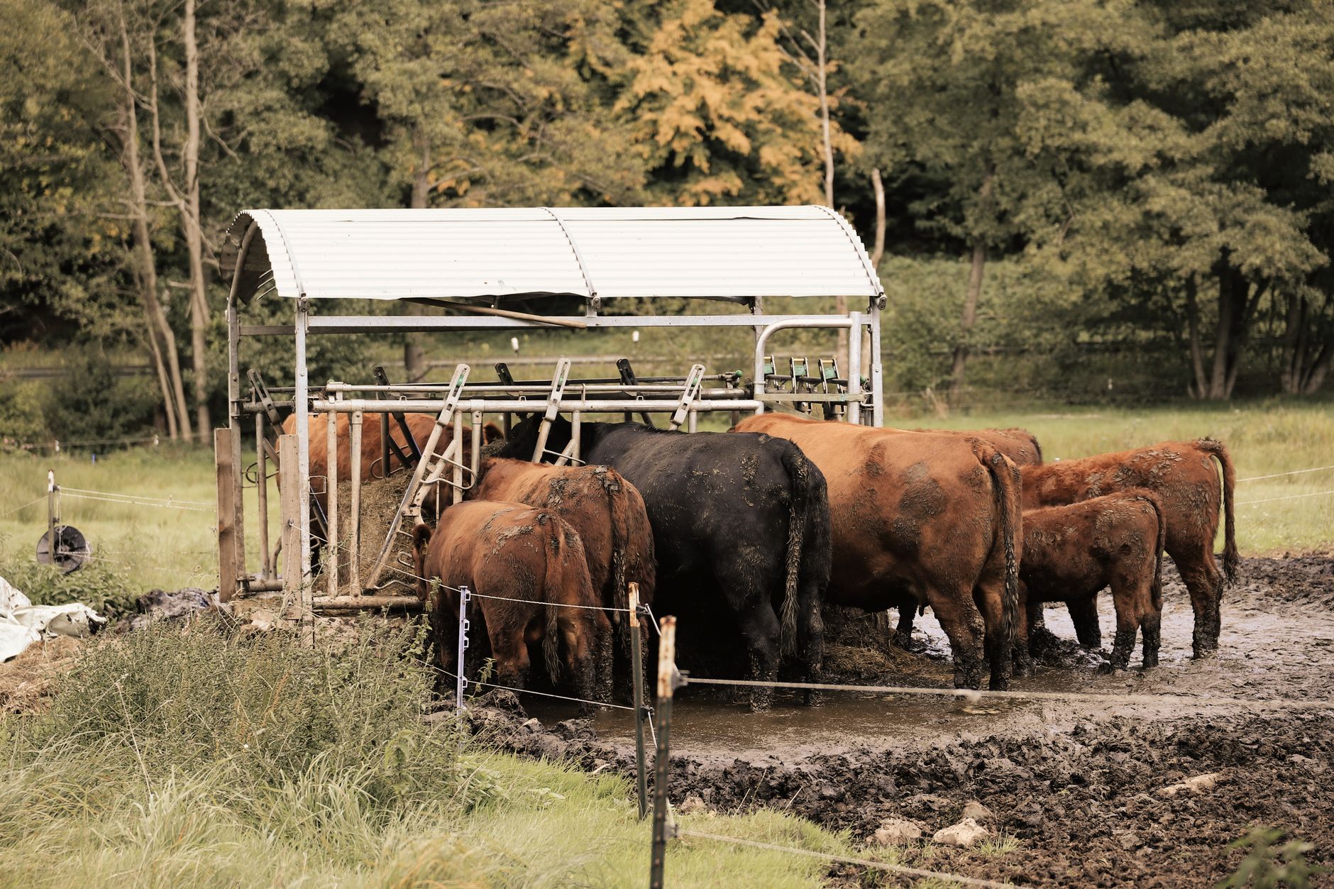 Animal Quarantine in Germany: Pet, Livestock, and Import Rules Explained