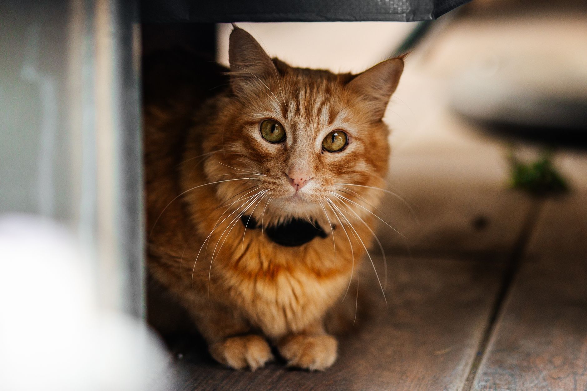 orange cat peeking from hard plastic kennel at airport terminal