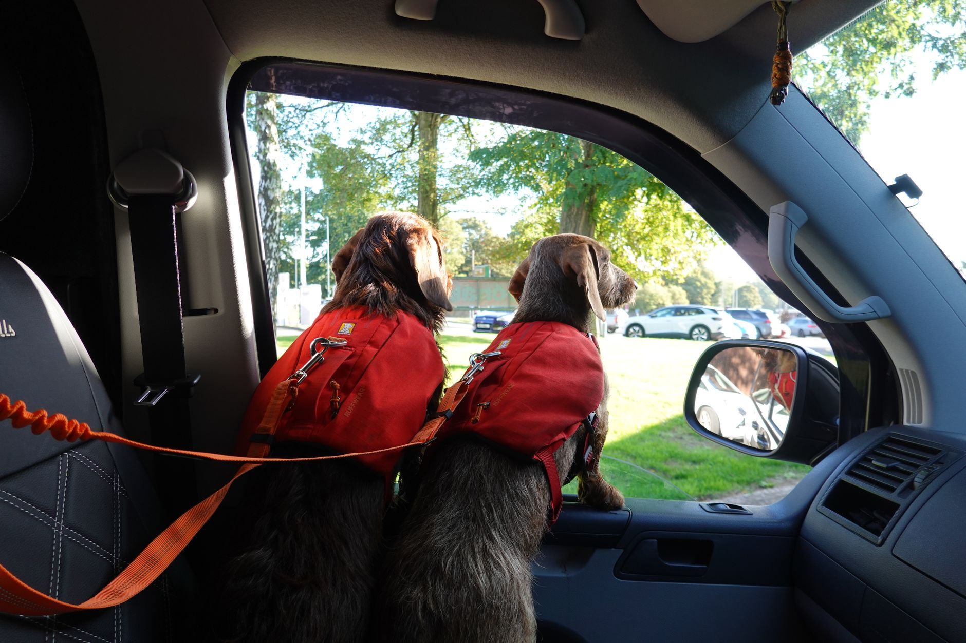 JetBlue and Dogs: The 2026 In-Cabin Pet Policy, Fees, Carrier Size and Travel Documents