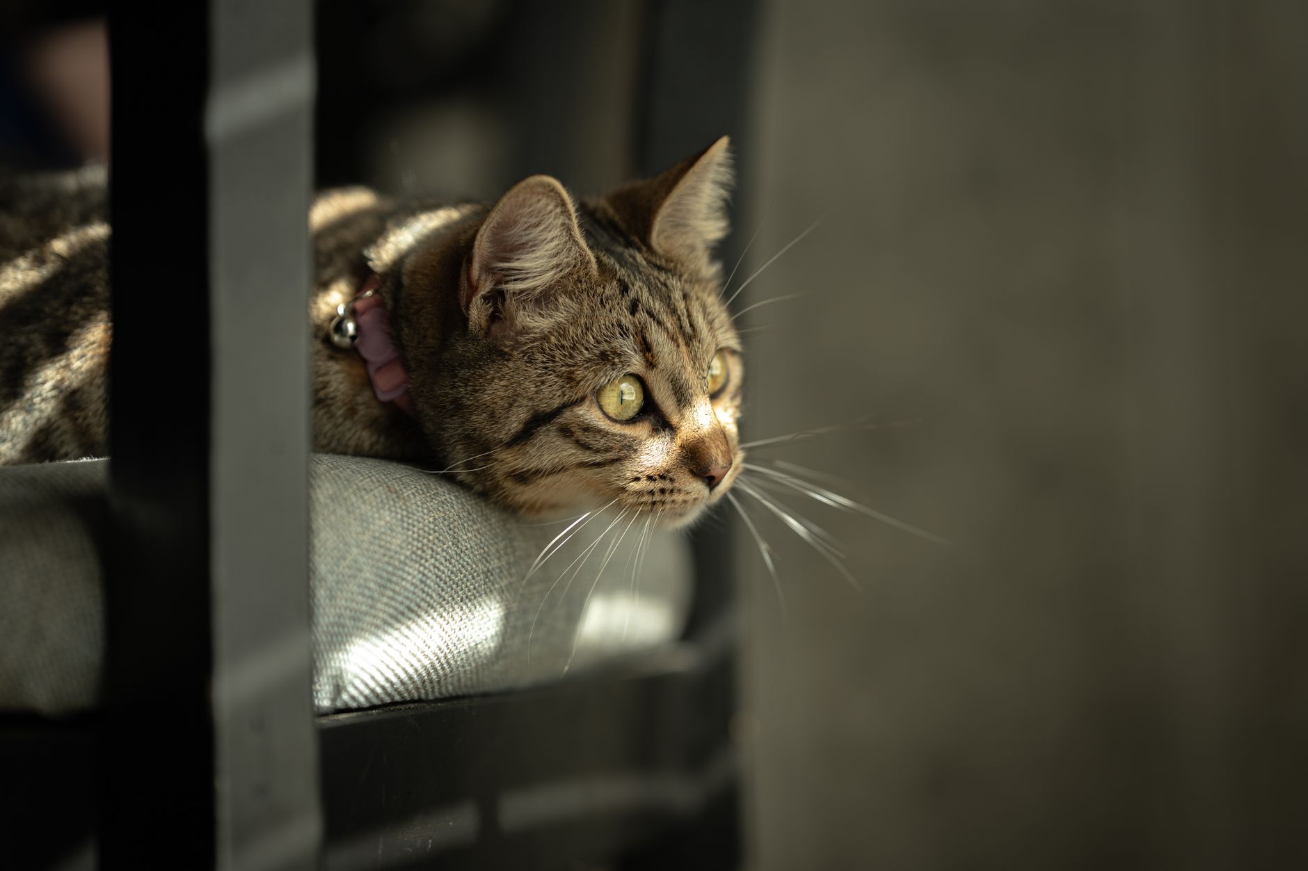 Can Cats Fly on Airplanes? Cabin Rules, Fees, and Documents