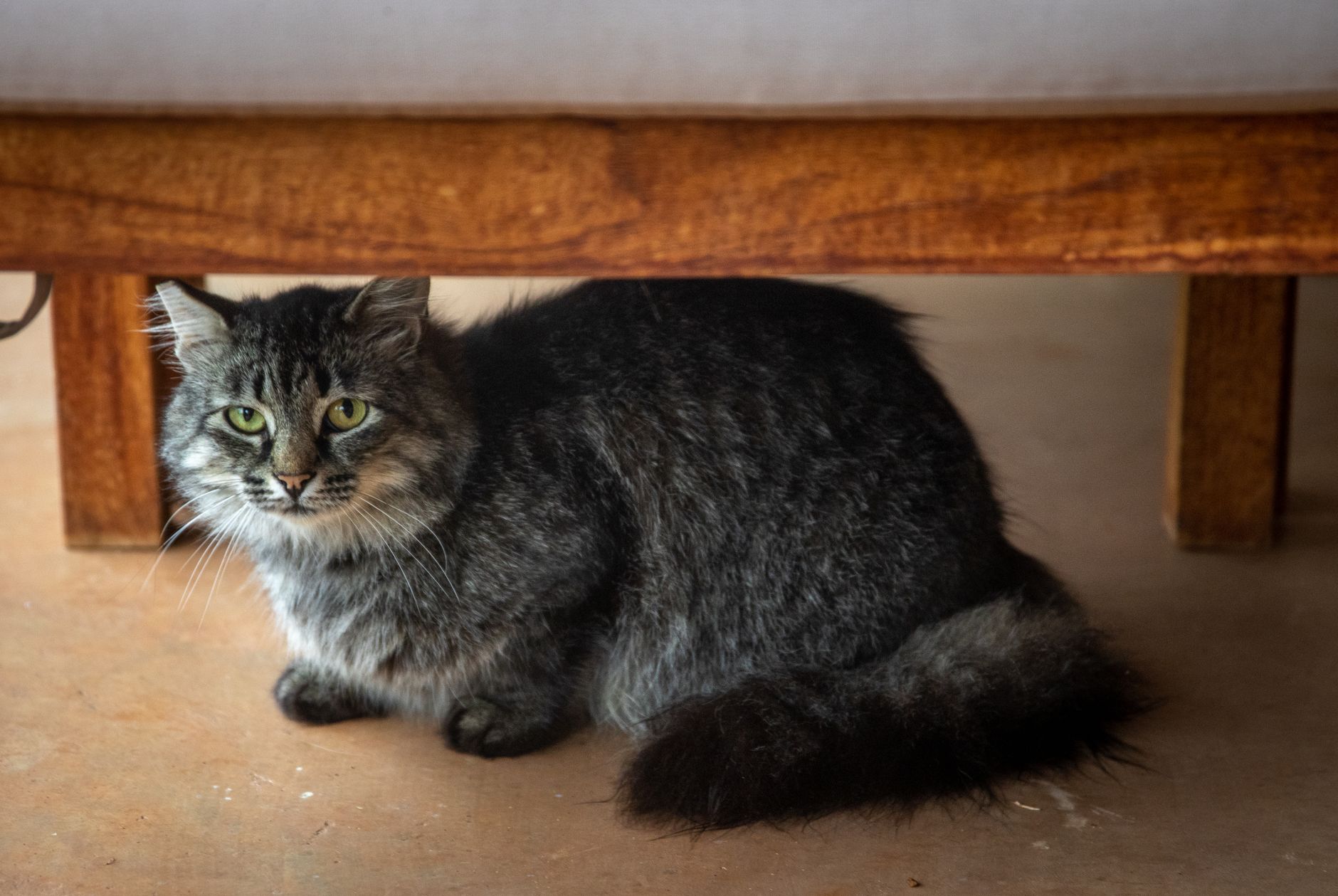 How to Bring a Cat on a Plane: Carrier Rules, Fees, and TSA Steps (2026)